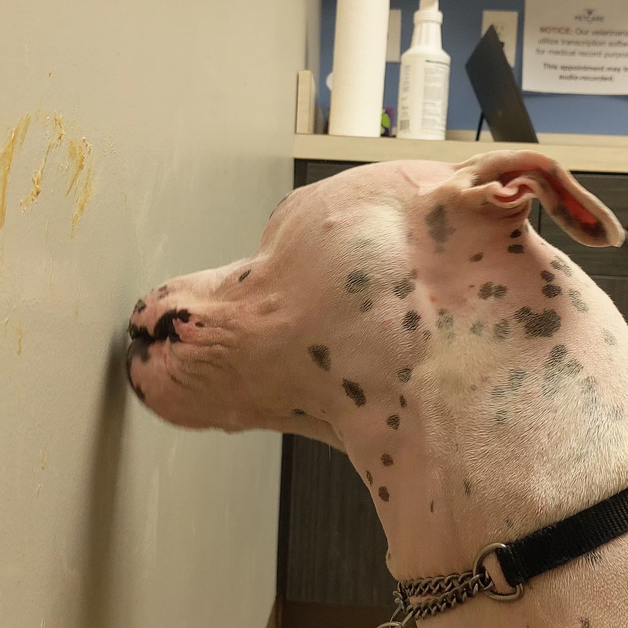 Community Pet Care Clinic Toledo