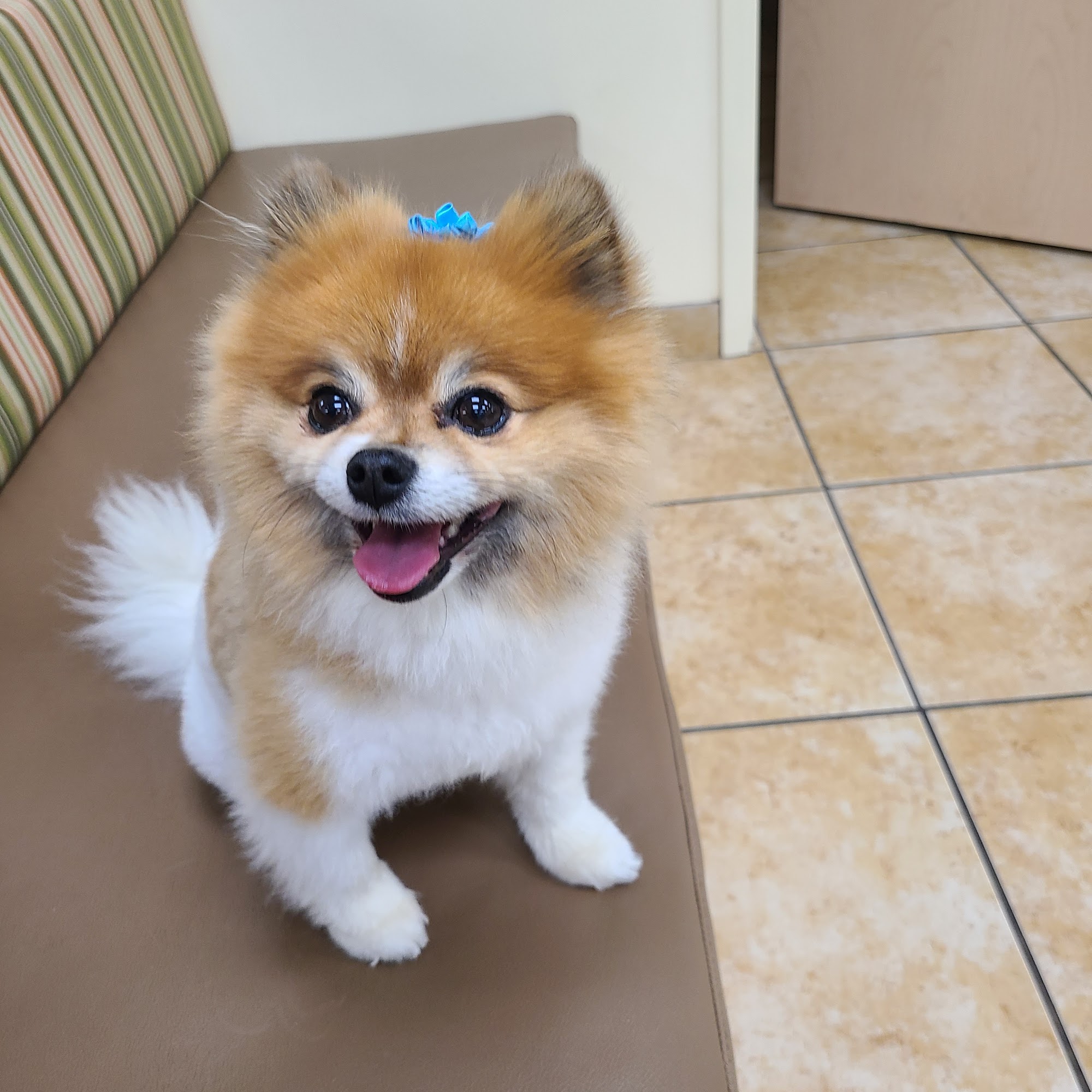 The West Suburban Animal Hospital Toledo