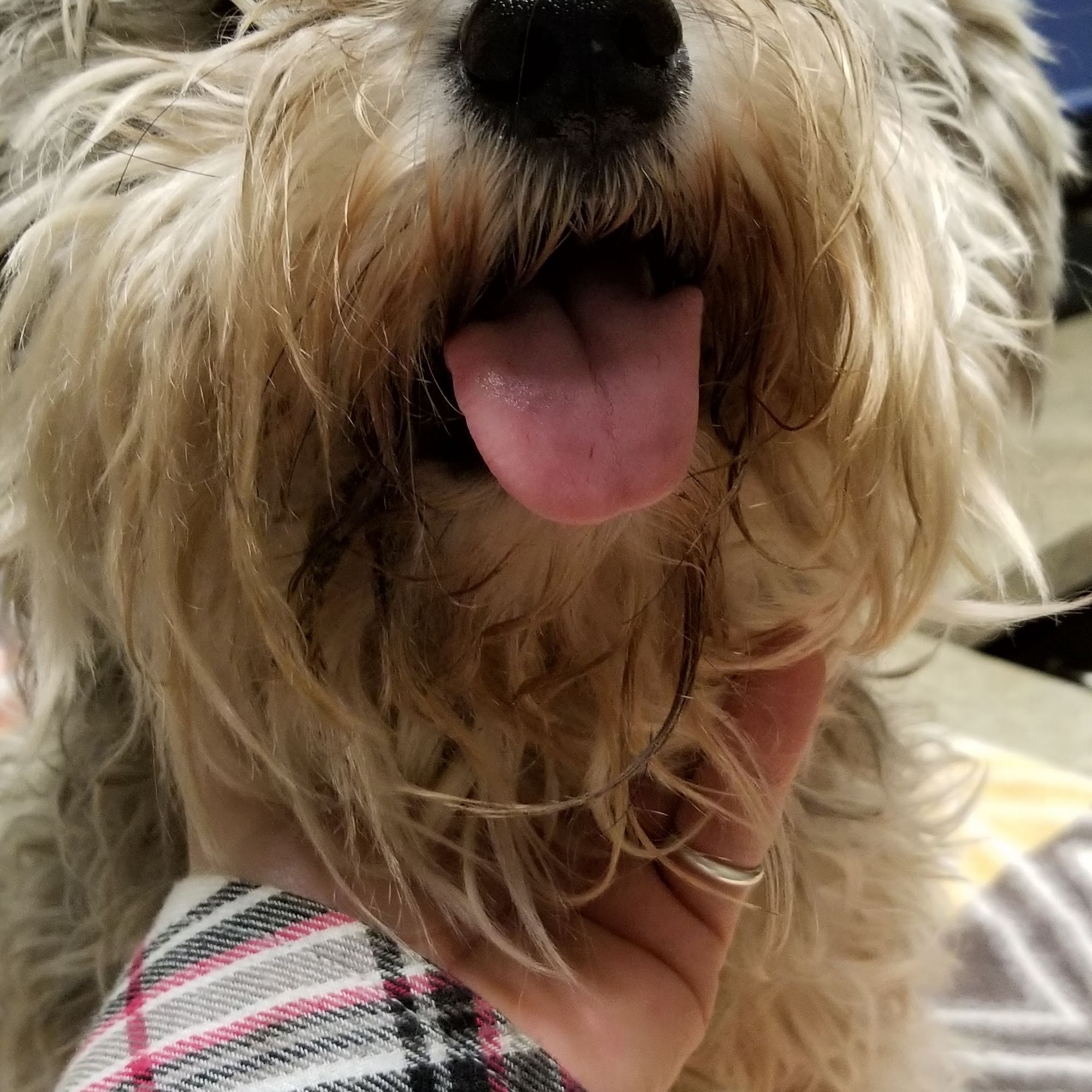 Heatherdowns Veterinary Clinic Toledo