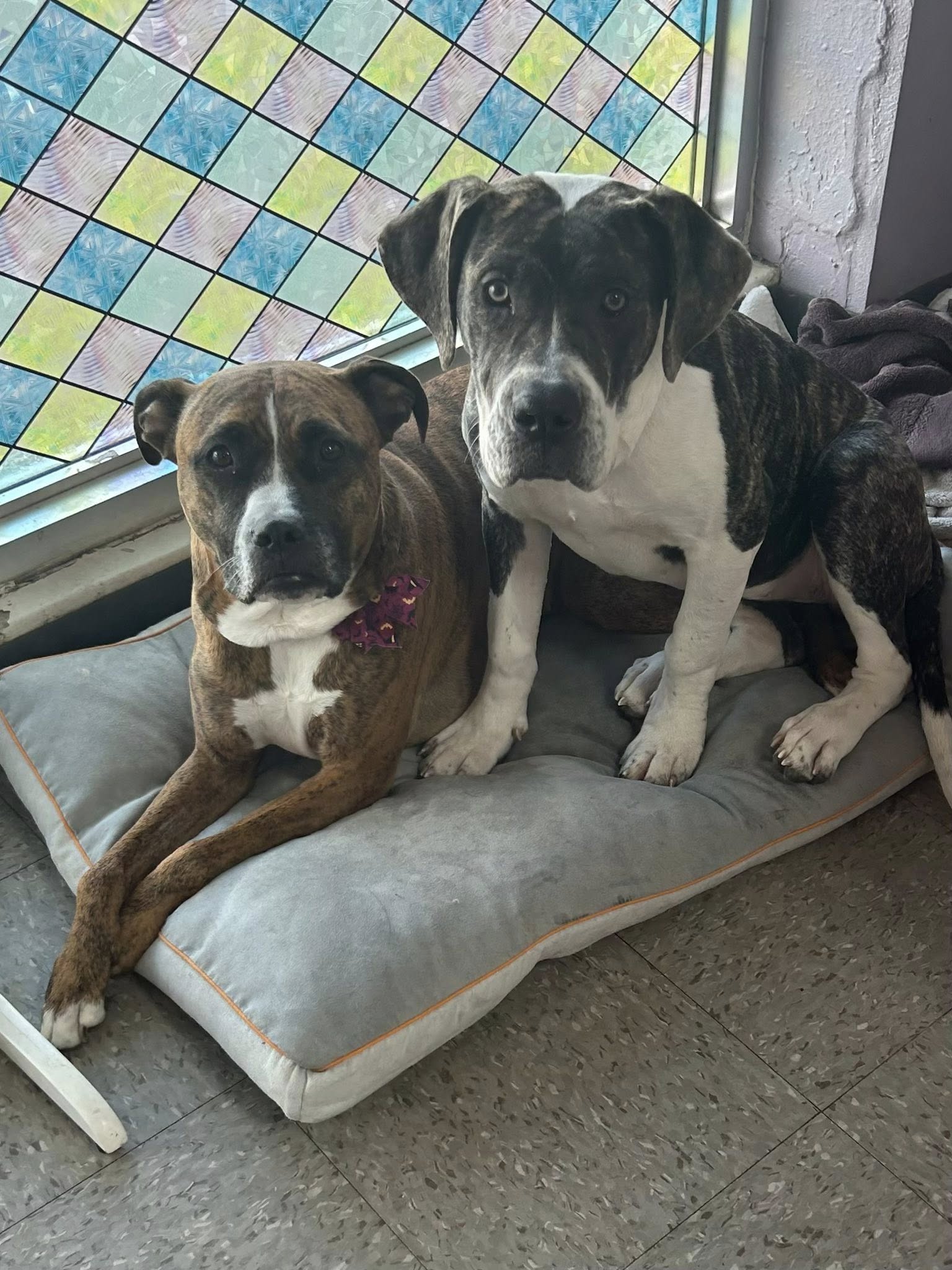 Scally-Wag Grooming LLC Toledo