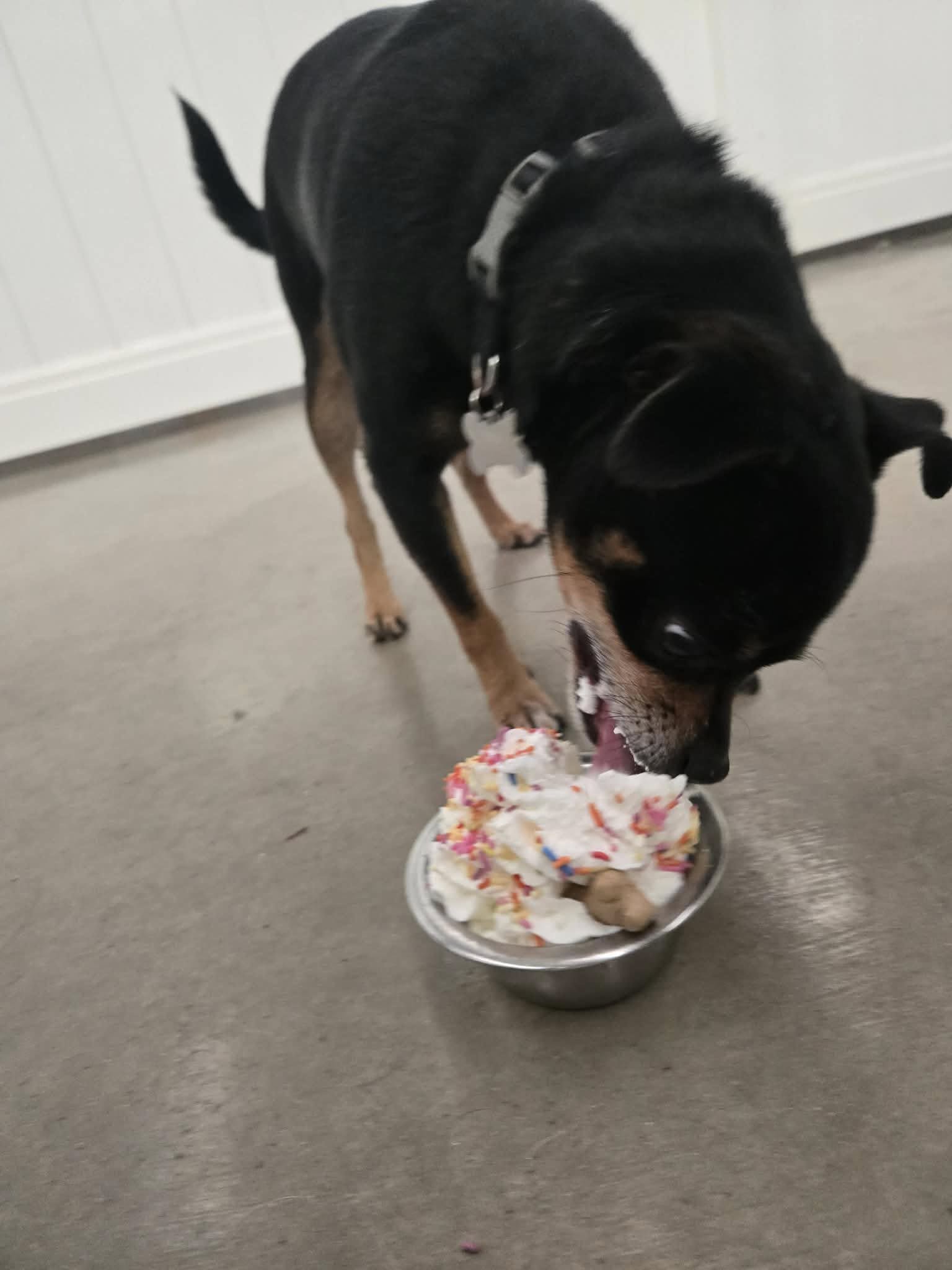 Karnik Pet Lodge at Central Avenue Toledo