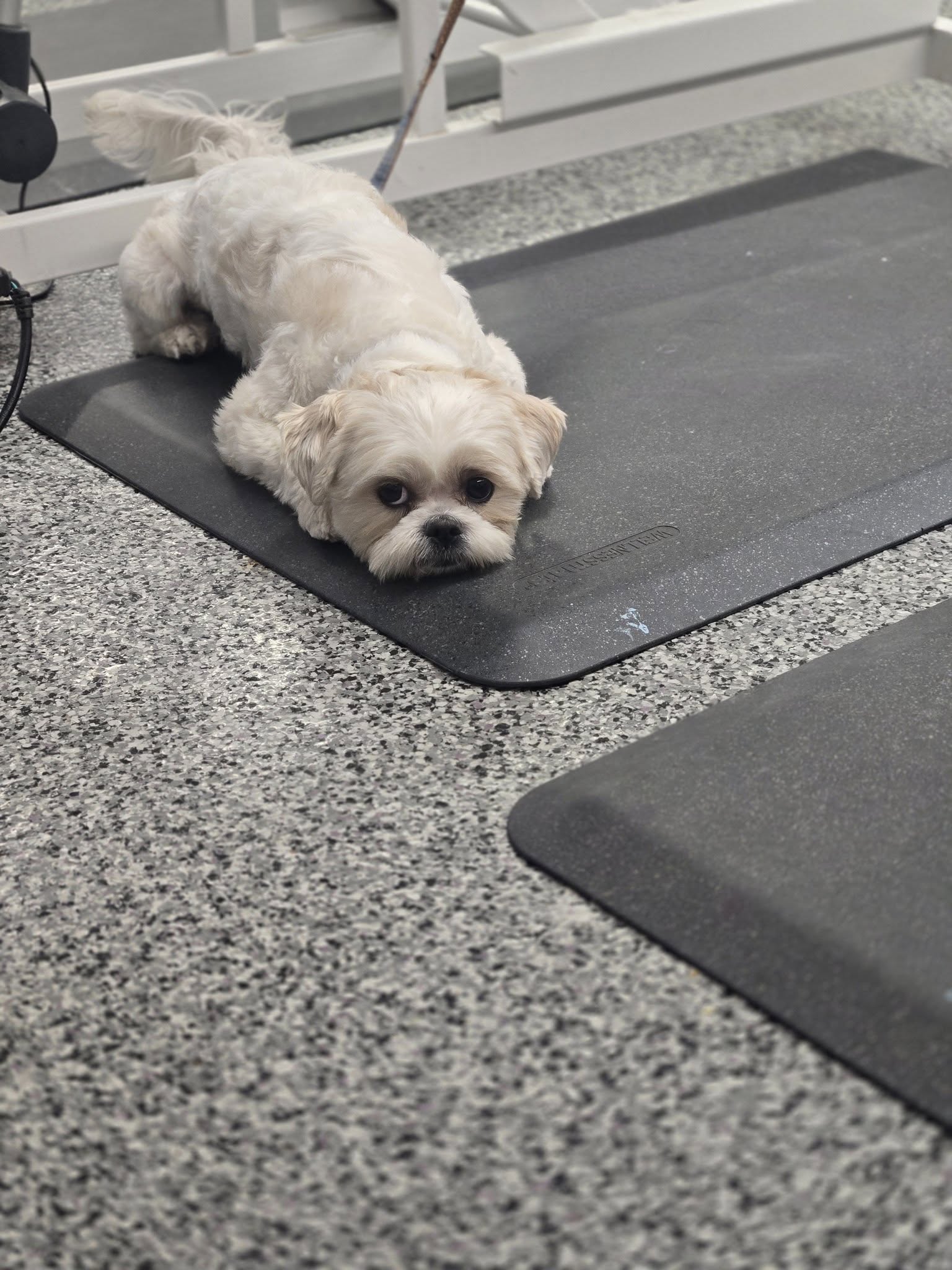 Hot Dog's pet Salon, LLC Toledo