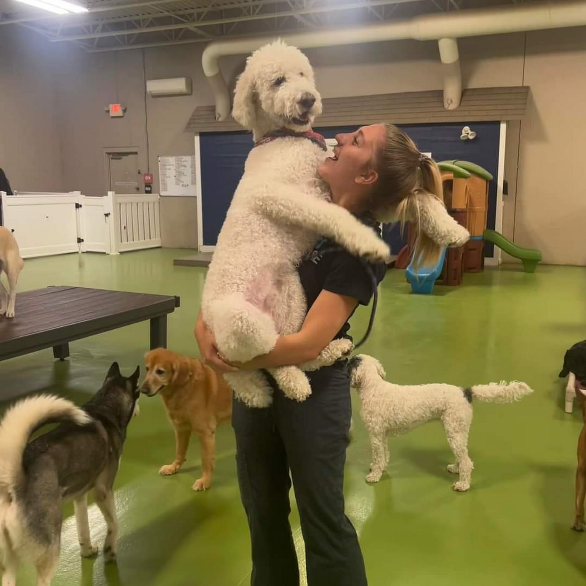 Pups Paradise Doggy Daycare and Boarding Sylvania Ohio Toledo