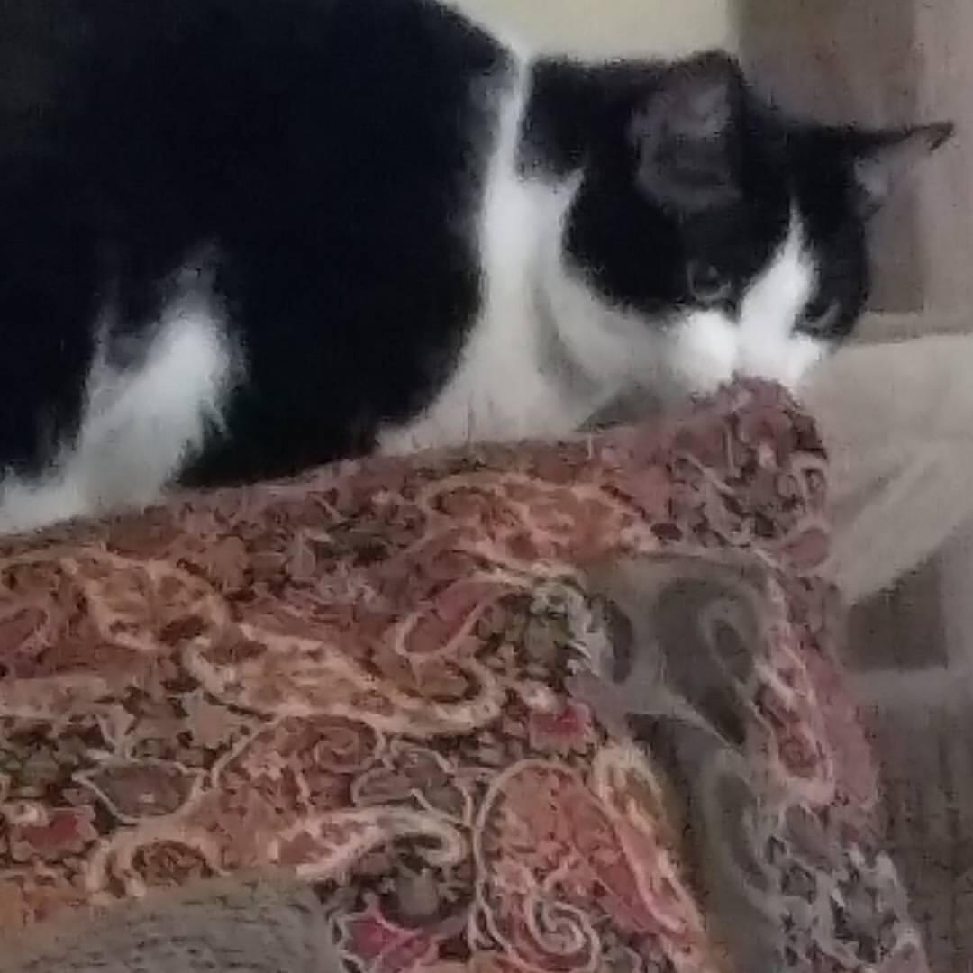 Pups Paradise Doggy Daycare and Boarding Sylvania Ohio Toledo