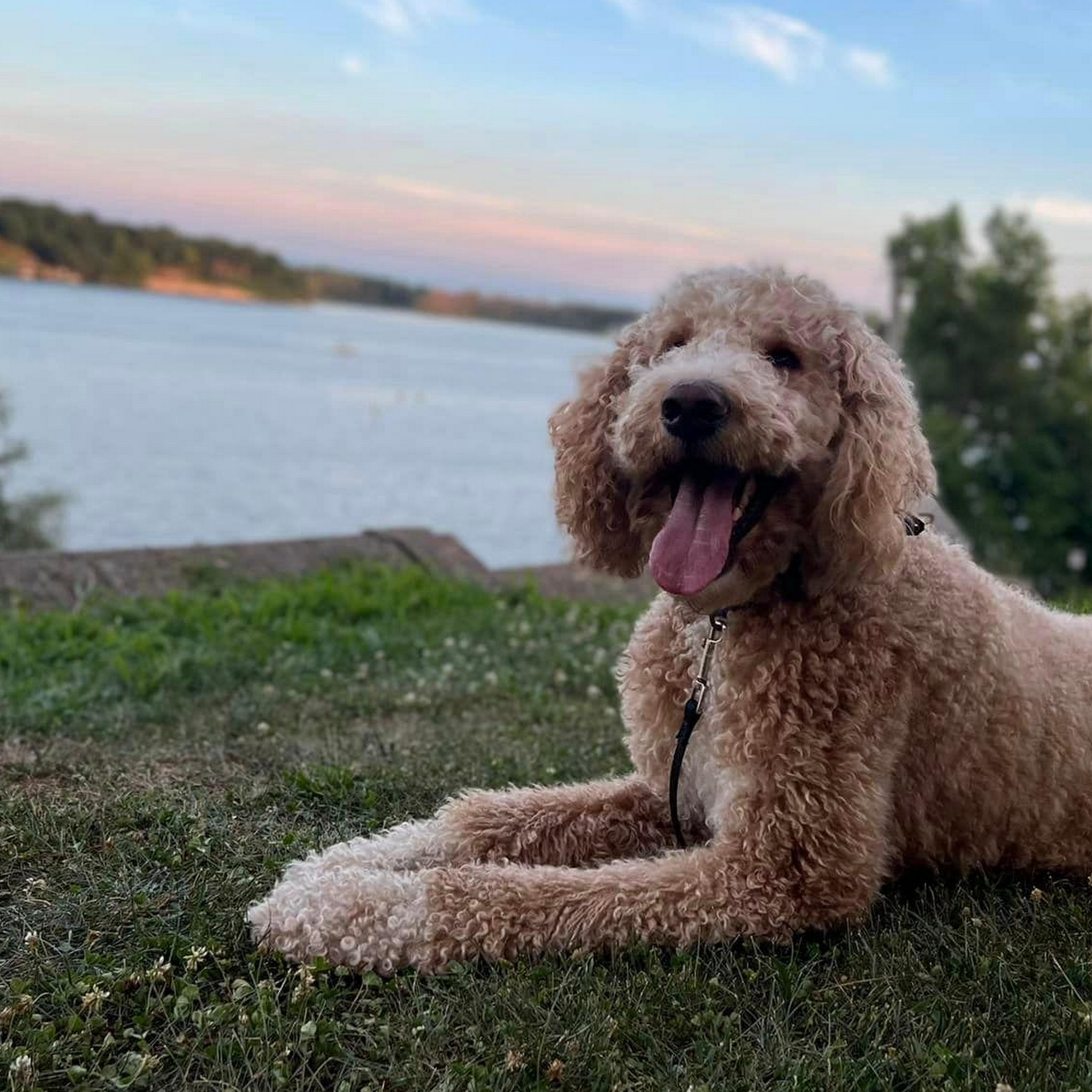 Off Leash K9 Training Toledo Toledo