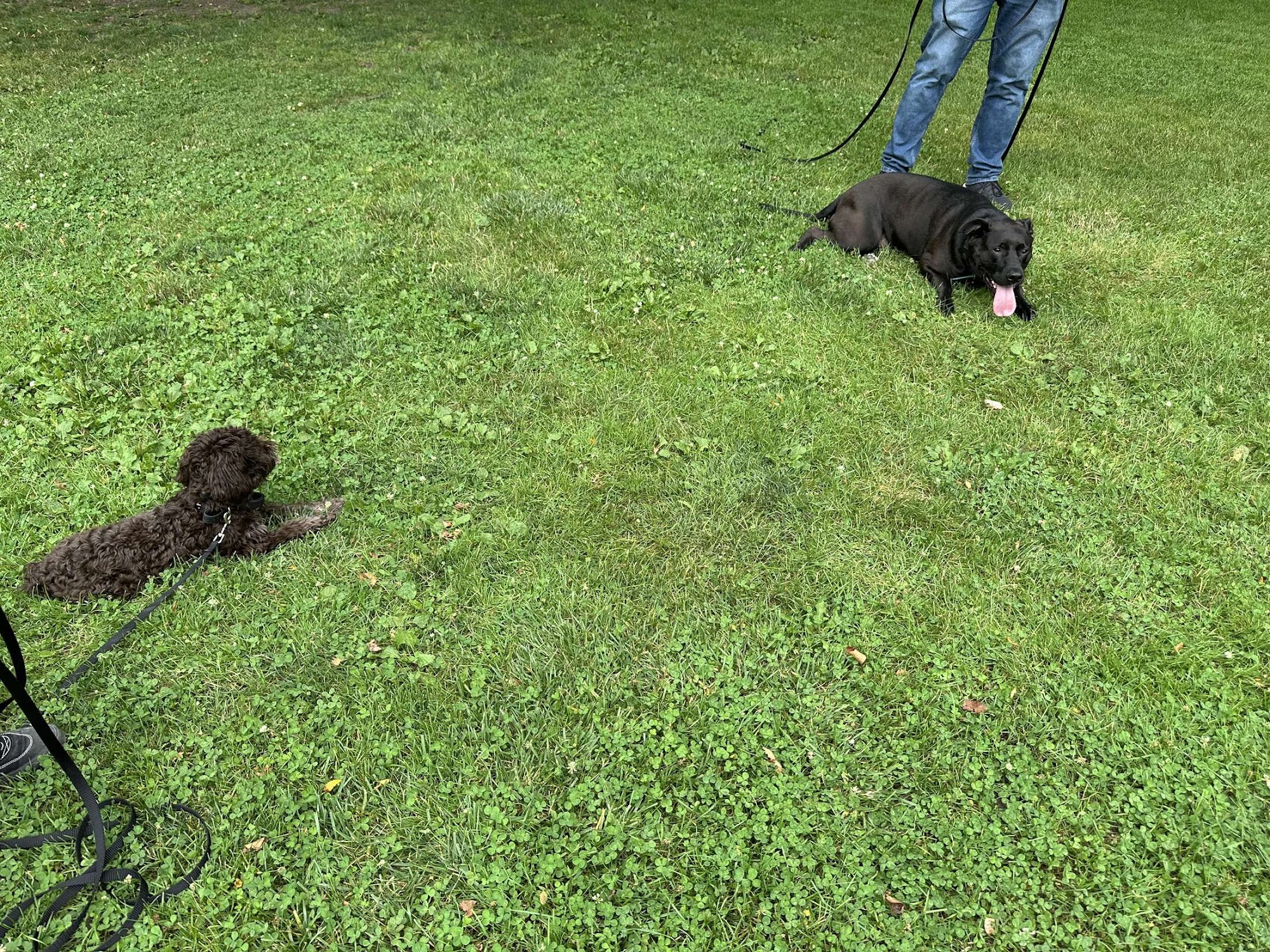 Off Leash K9 Training Toledo Toledo
