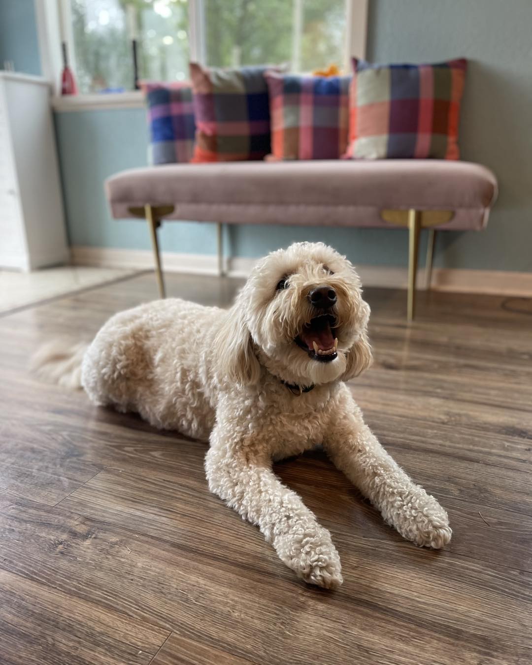 Just Like Home Boarding Toledo