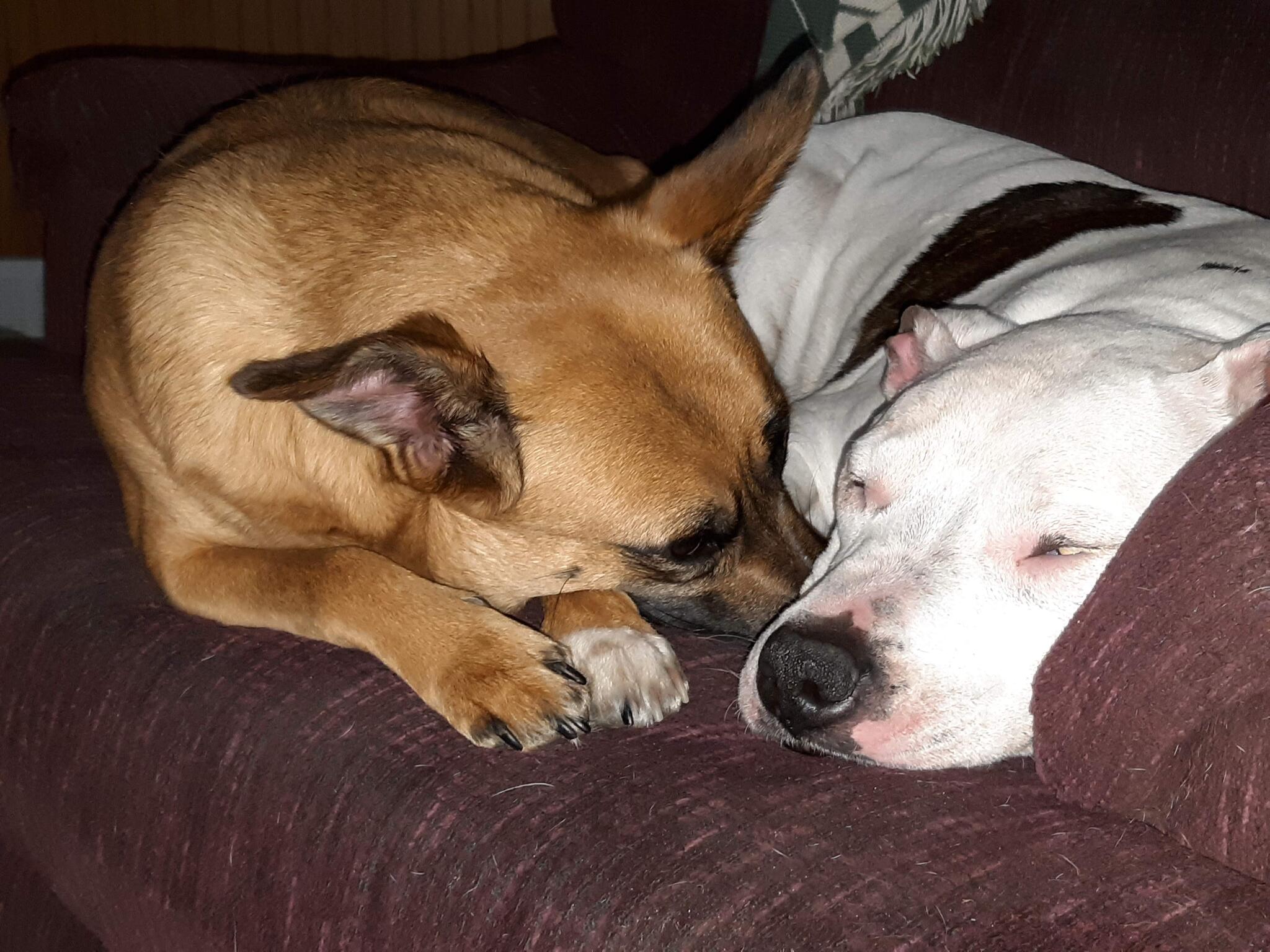 Just Like Home Boarding Toledo