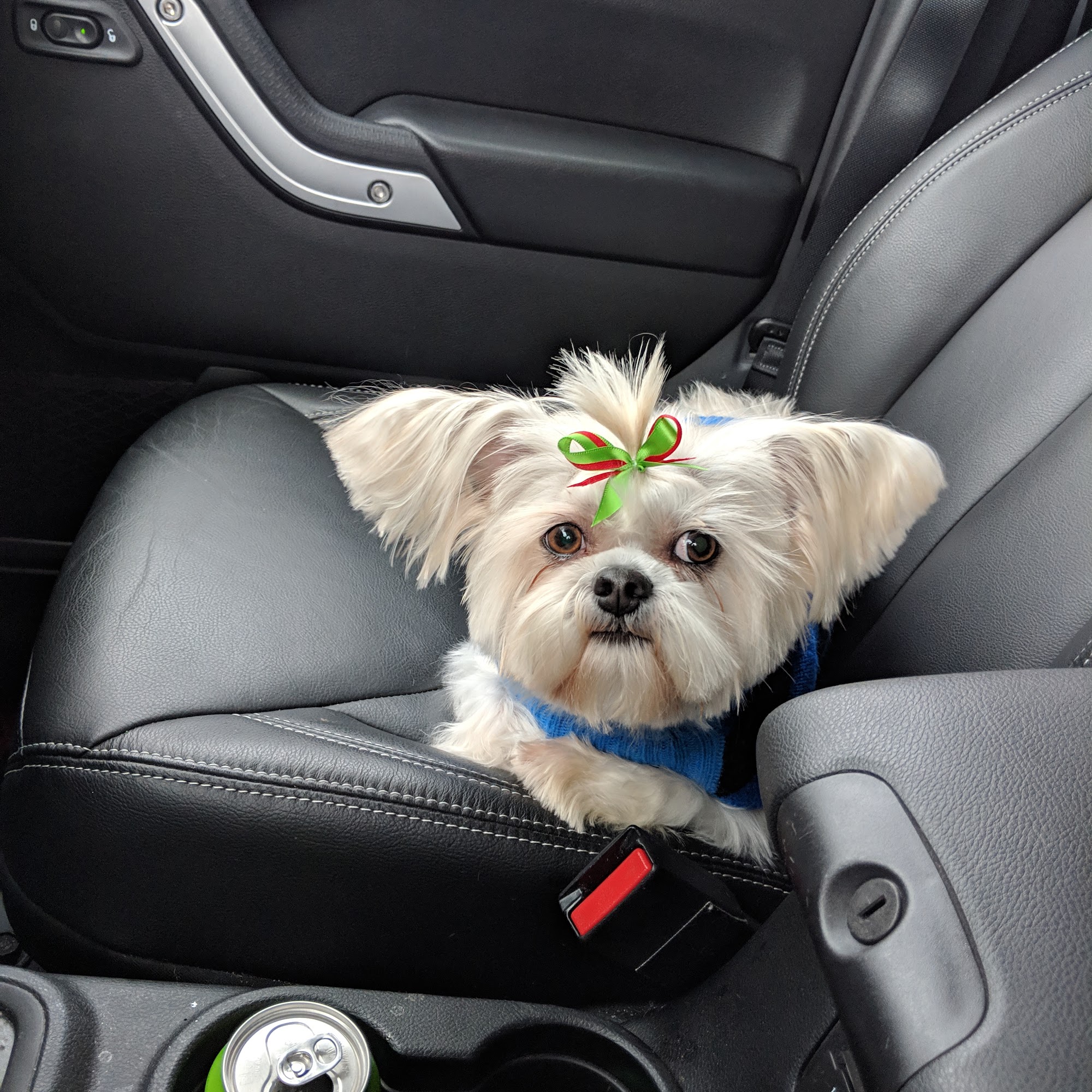 Fifi Chere Grooming Salon Toledo