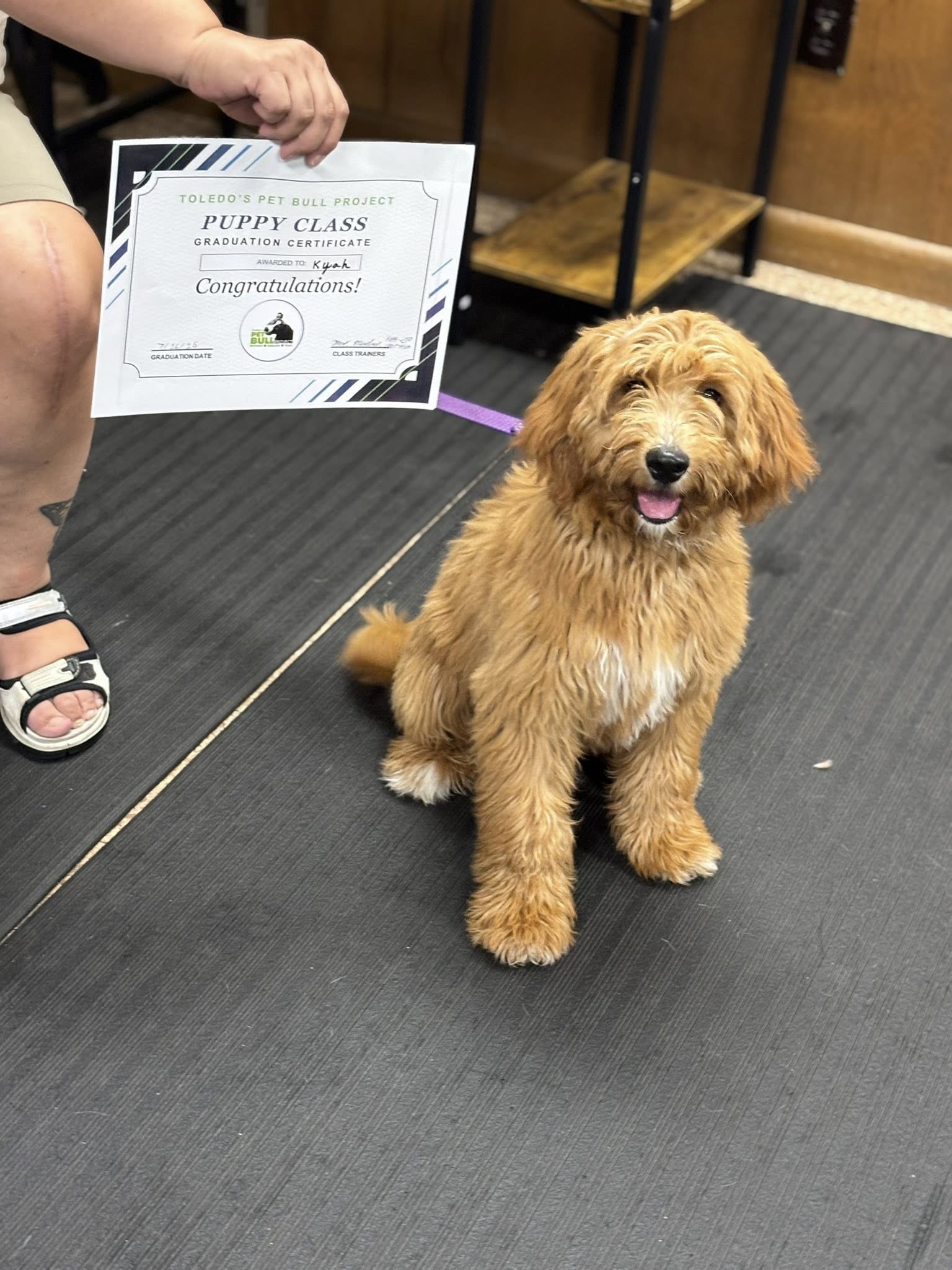 Toledo's PET Bull Project Toledo