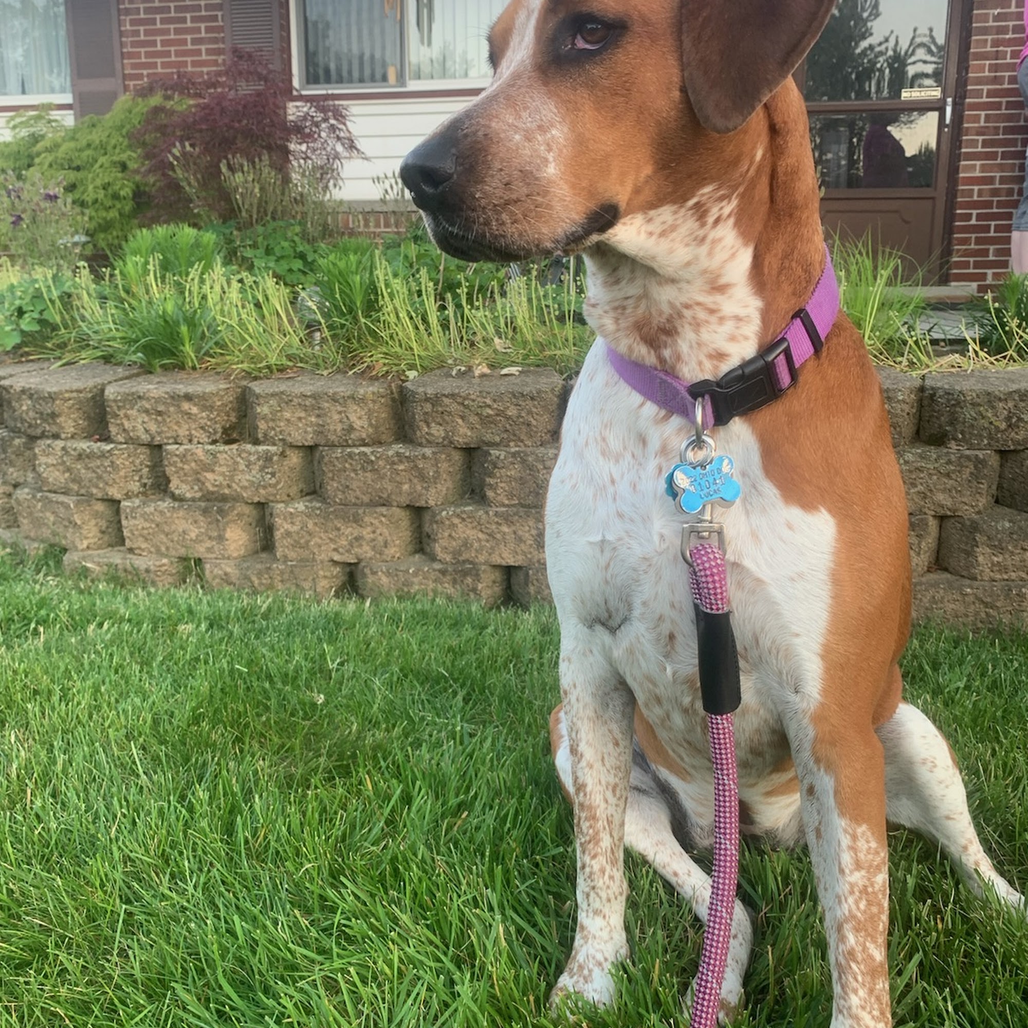 Toledo's PET Bull Project Toledo