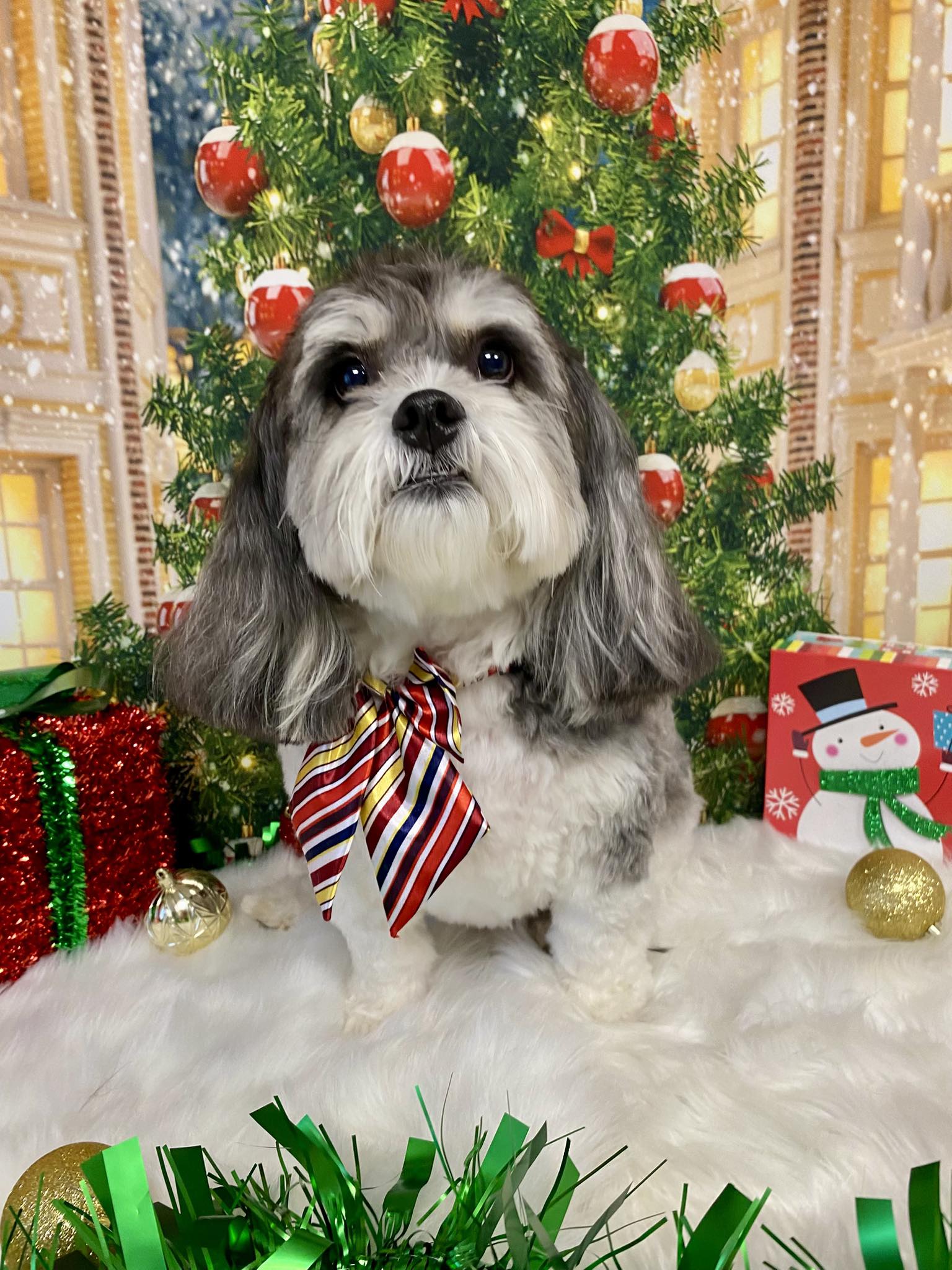 QT Paws Pet Grooming Toledo