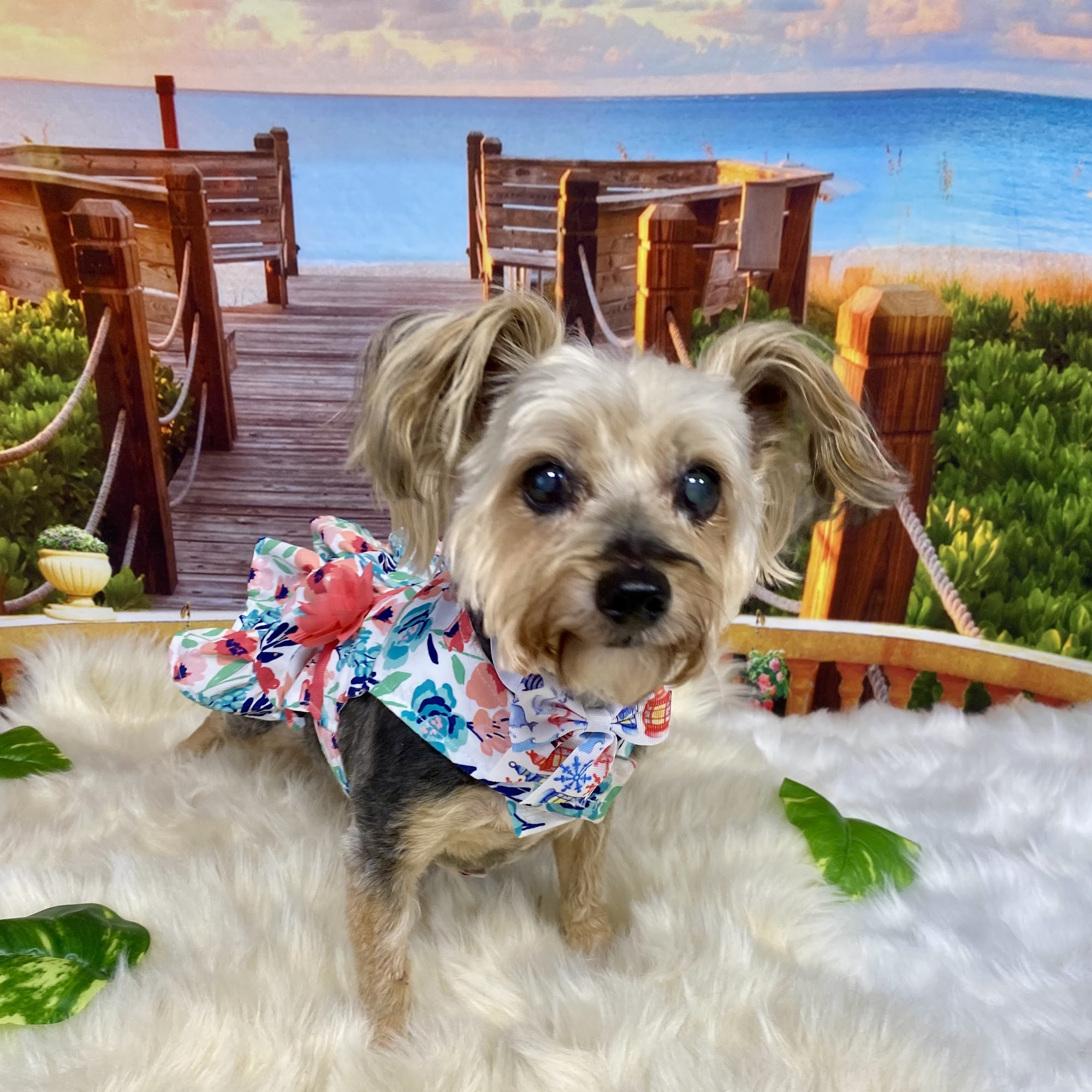 QT Paws Pet Grooming Toledo