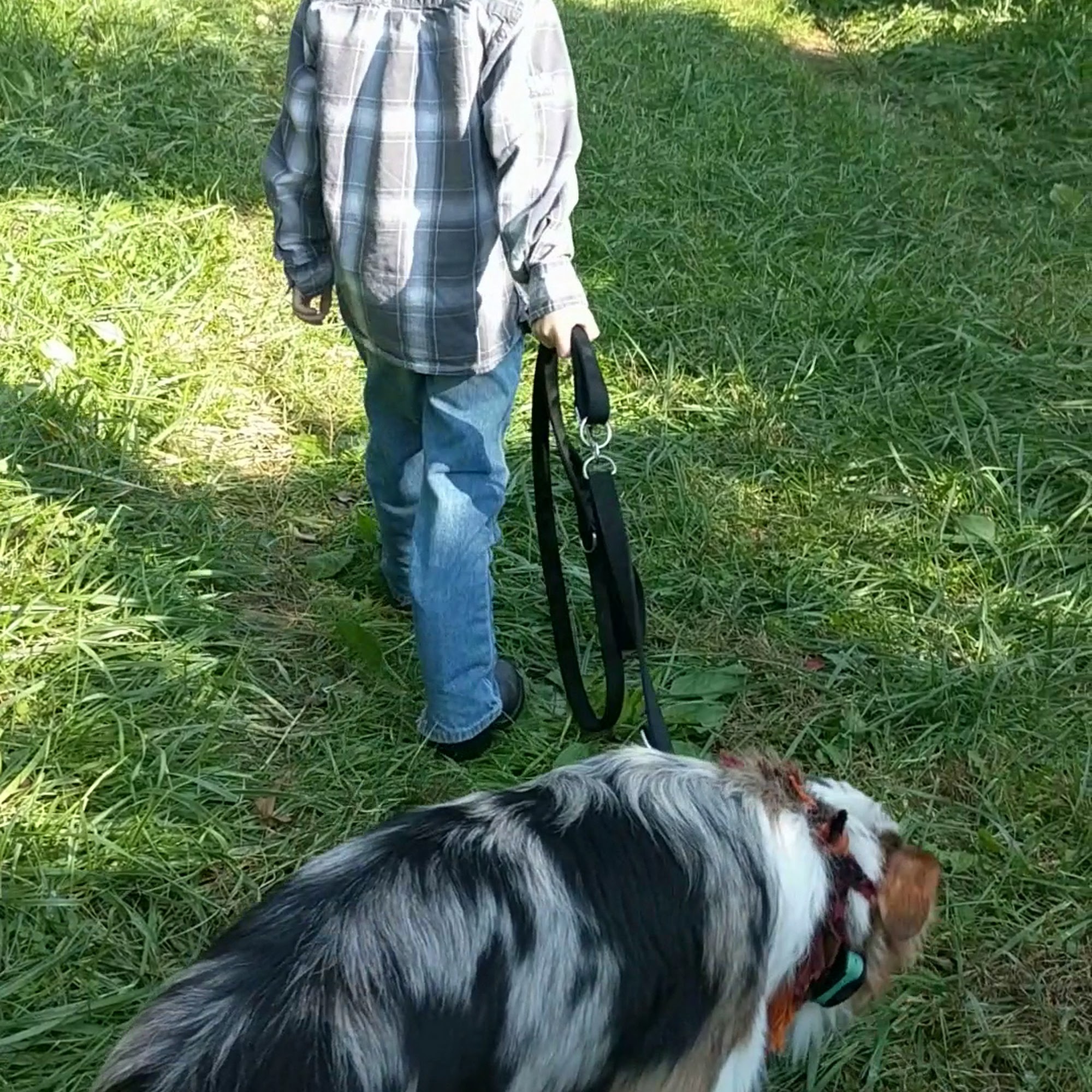 The Balanced Canine LLC Toledo