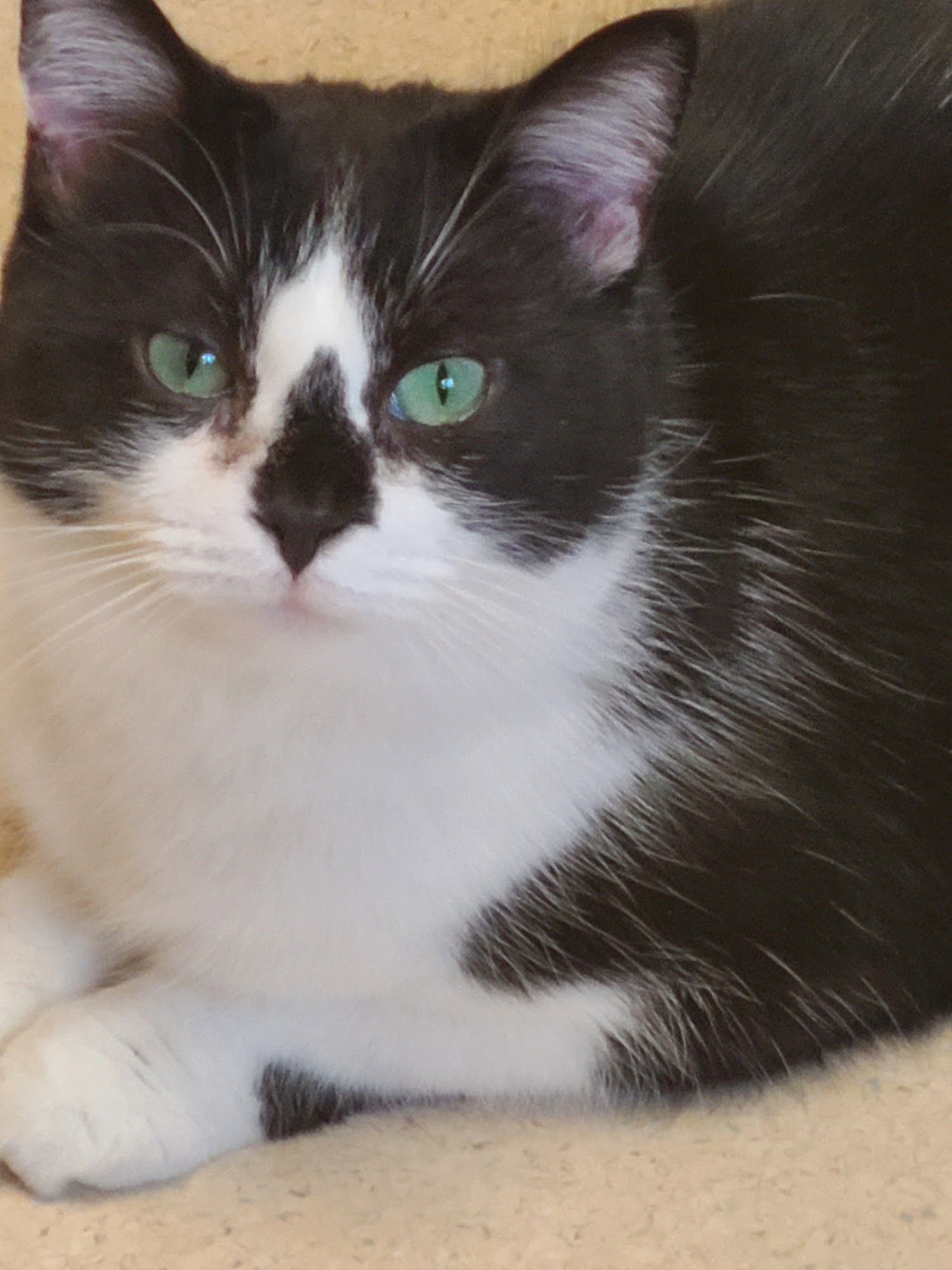 Toledo Animal Rescue Toledo