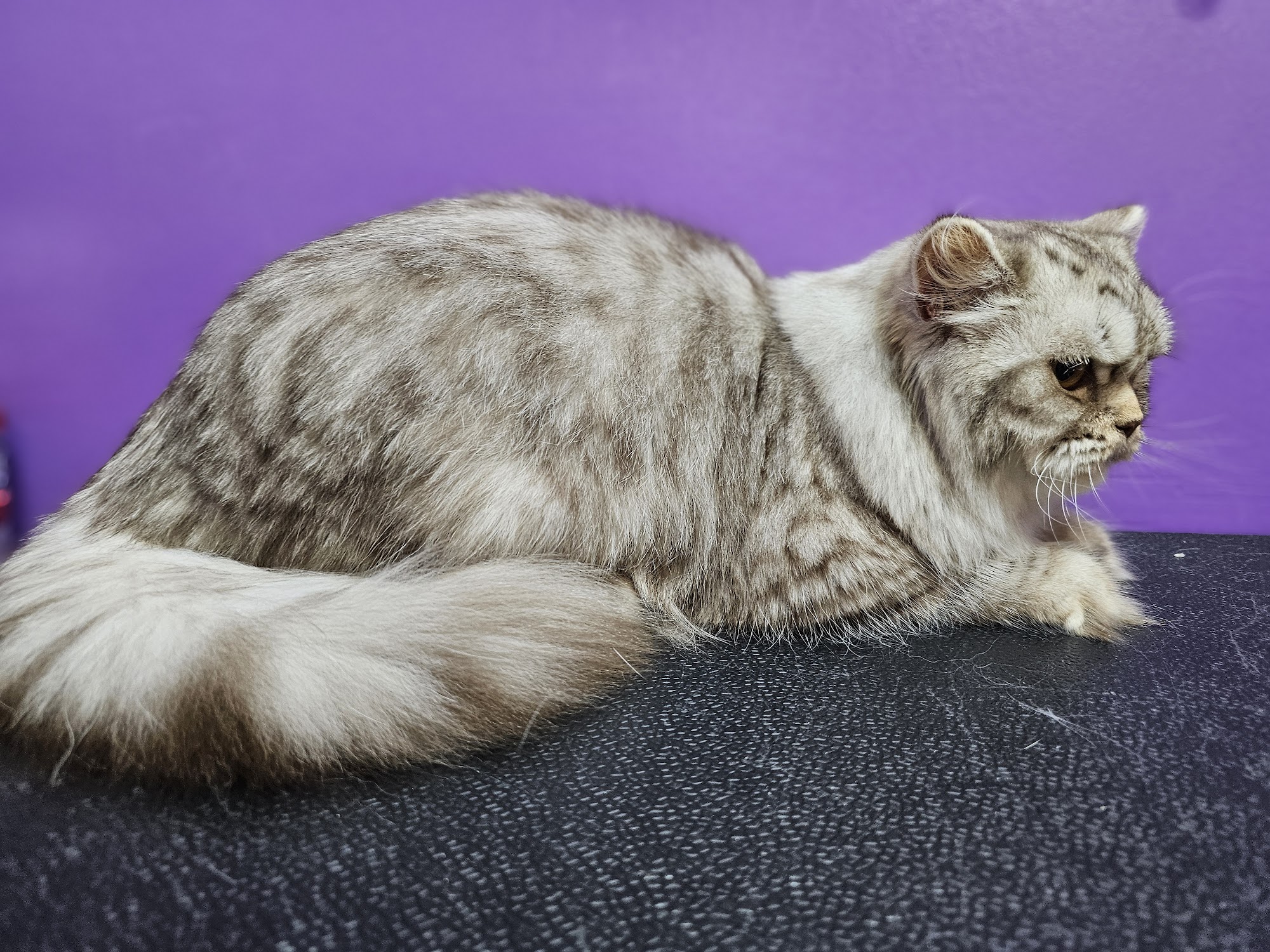 The Pampered Pussycat 3135 W Sylvania Ave, Toledo Ohio 43613