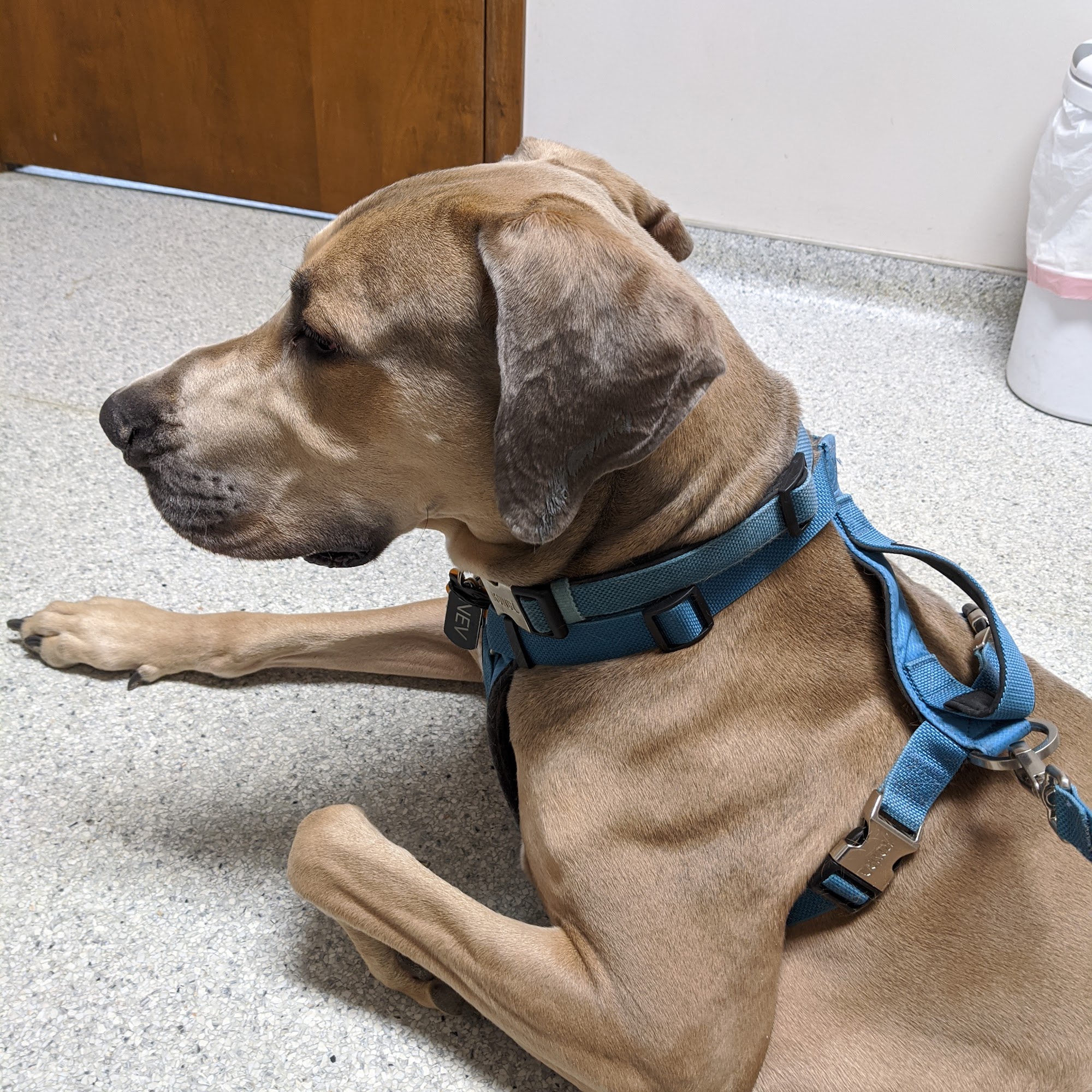 Trenton Animal Hospital Trenton