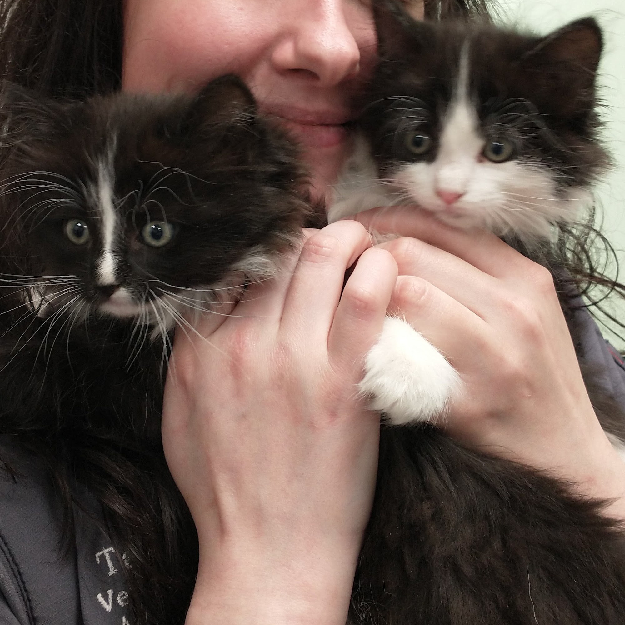 Green Valley Veterinary Care Troy