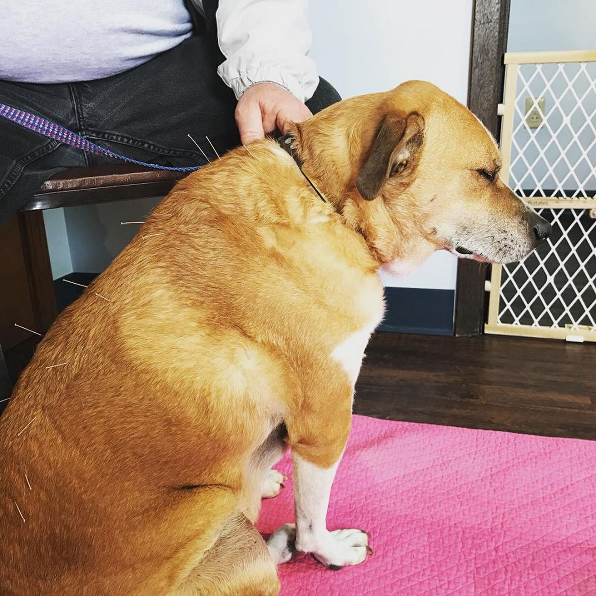 Dr. Jo's Pet Wellness and Acupuncture Troy