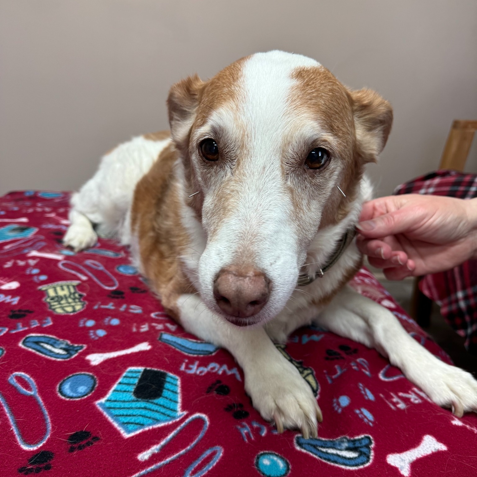 Dr. Jo's Pet Wellness and Acupuncture Troy