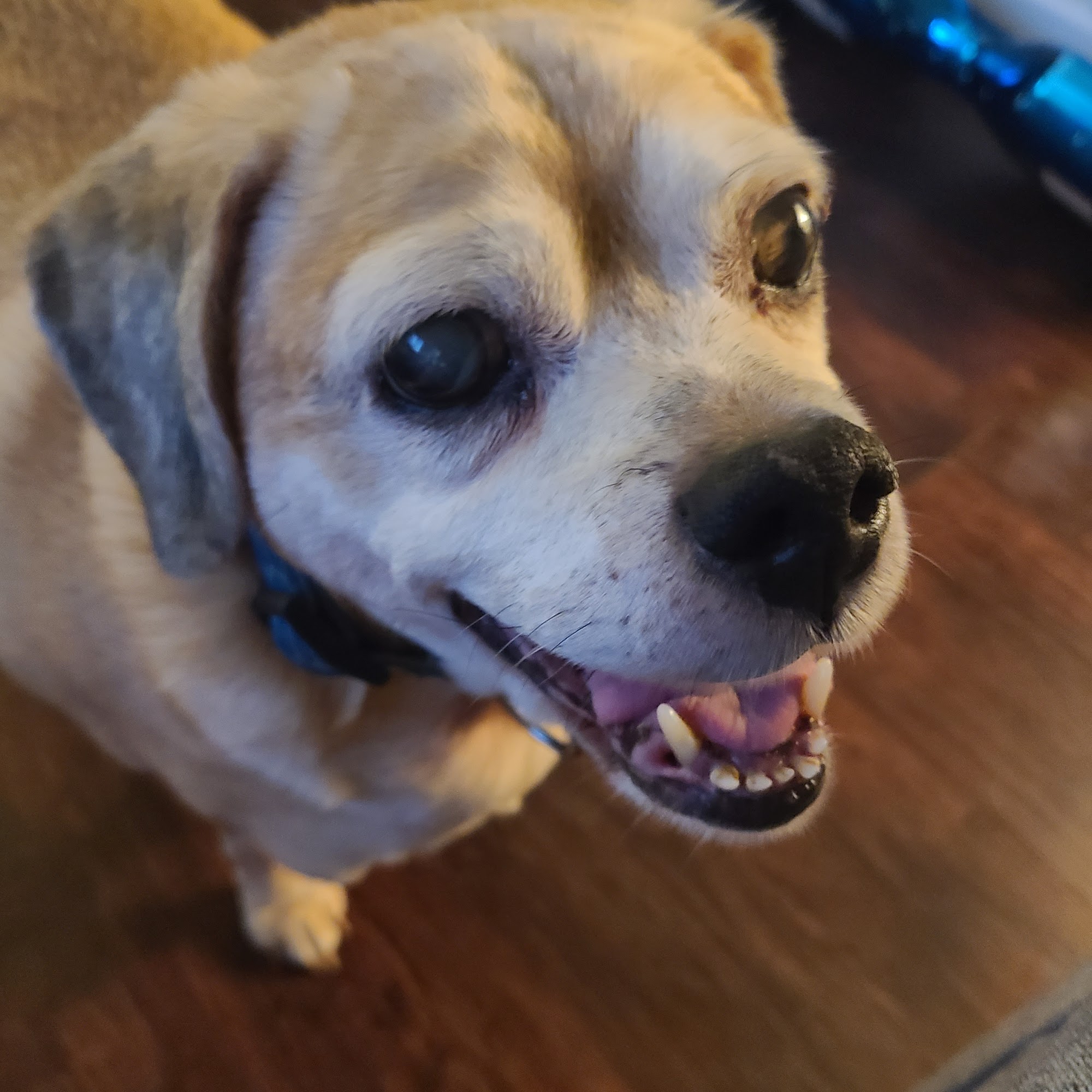 Animal Hospital At Ethan's Green Inc Twinsburg