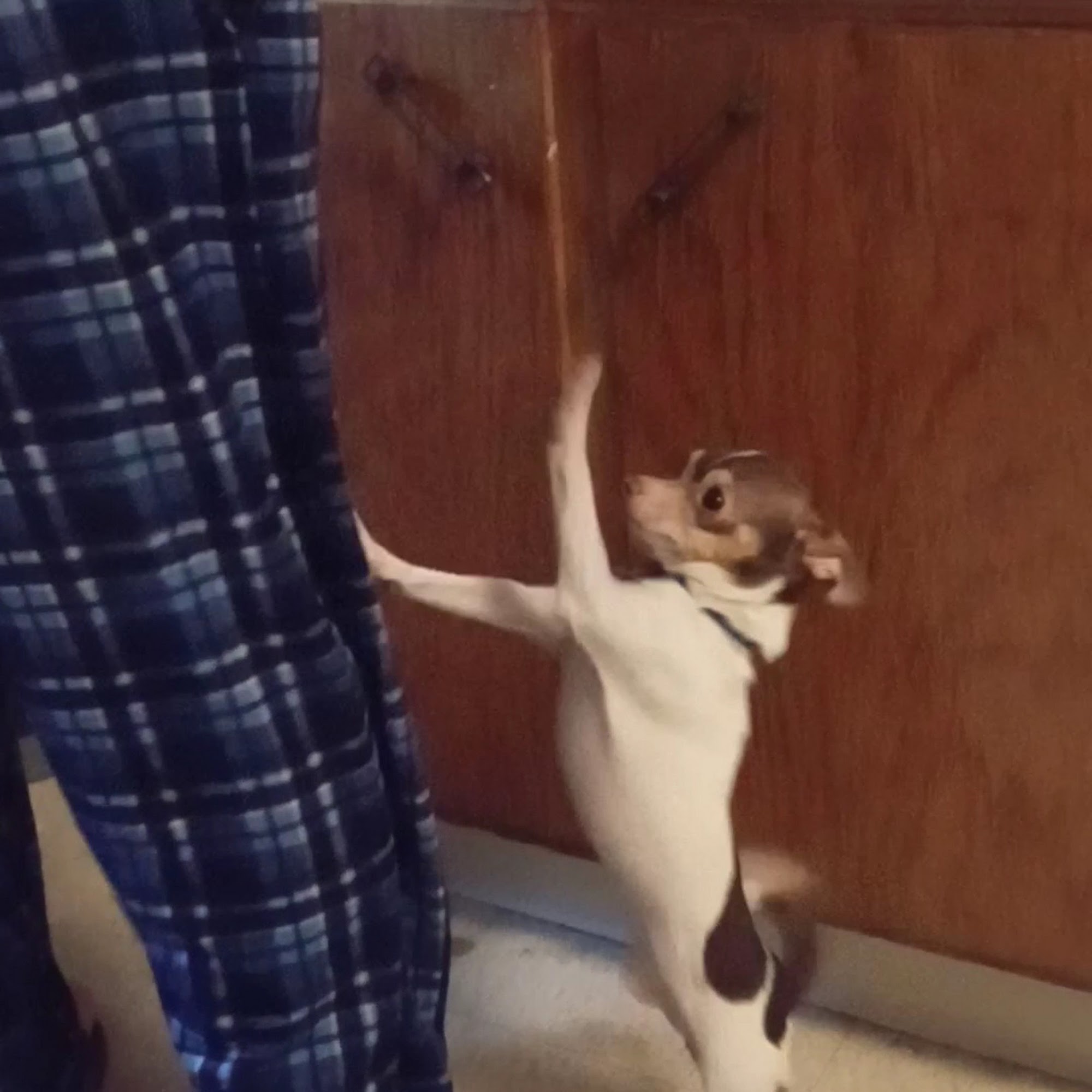 Humane Society of Summit County Twinsburg