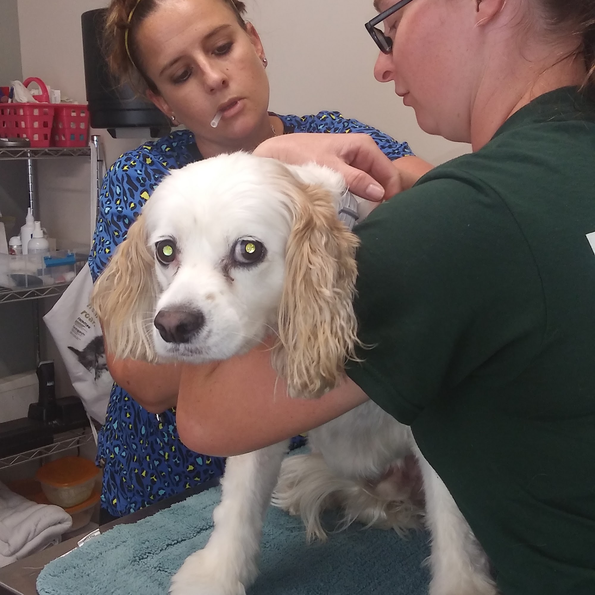 Twin City Veterinary Outpatient Clinic Uhrichsville
