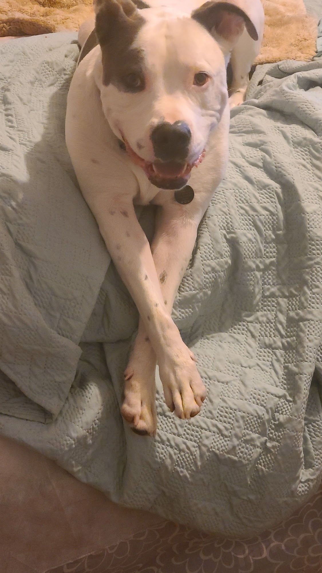 Hidden Hollow Kennels Uhrichsville