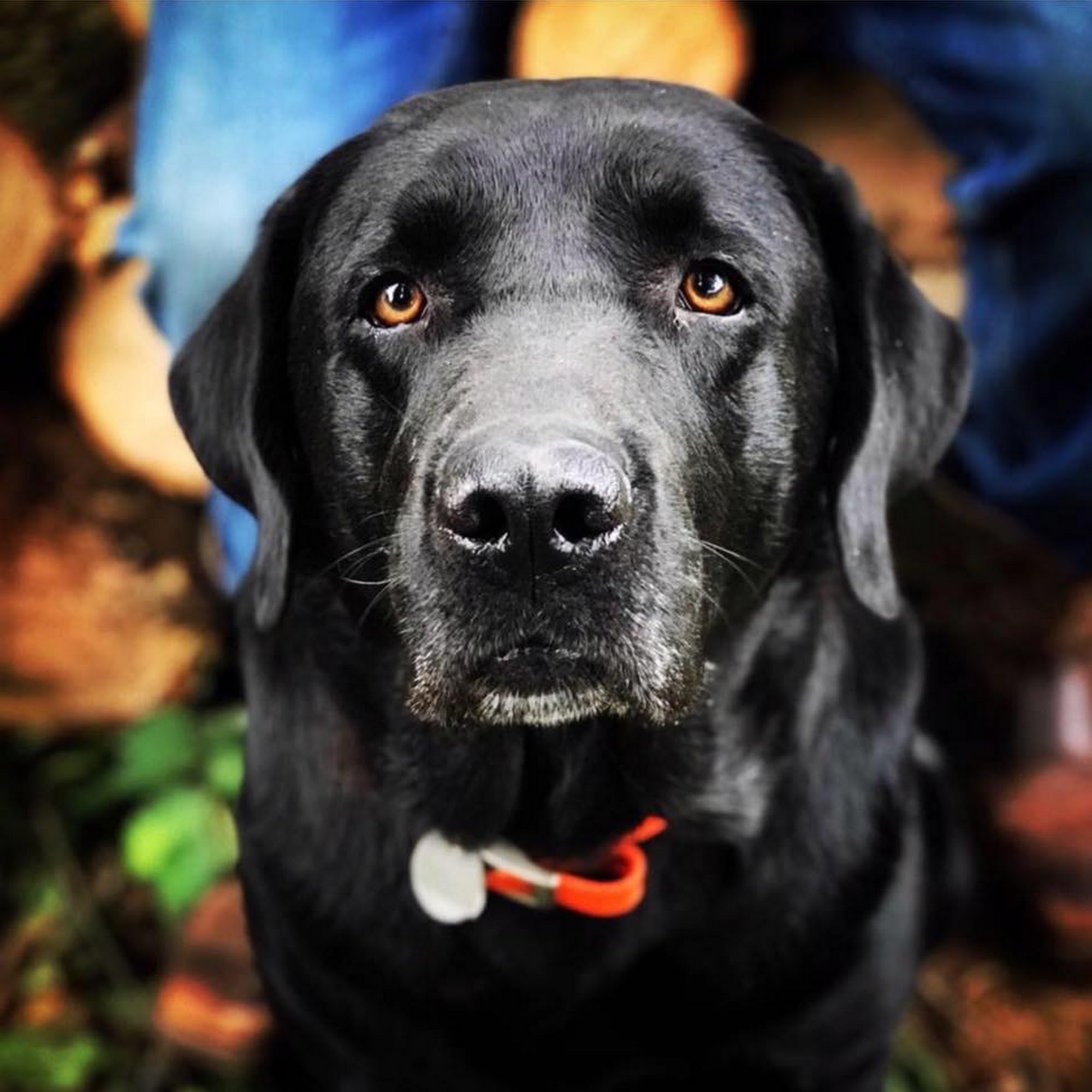 Hidden Hollow Kennels Uhrichsville