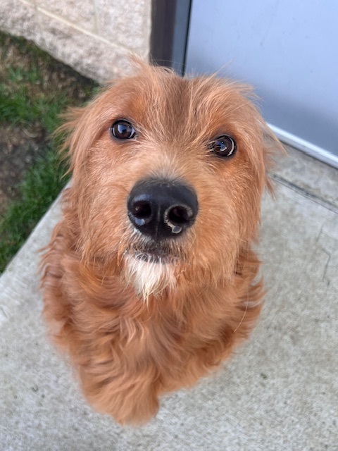 VCA Green Animal Hospital Uniontown