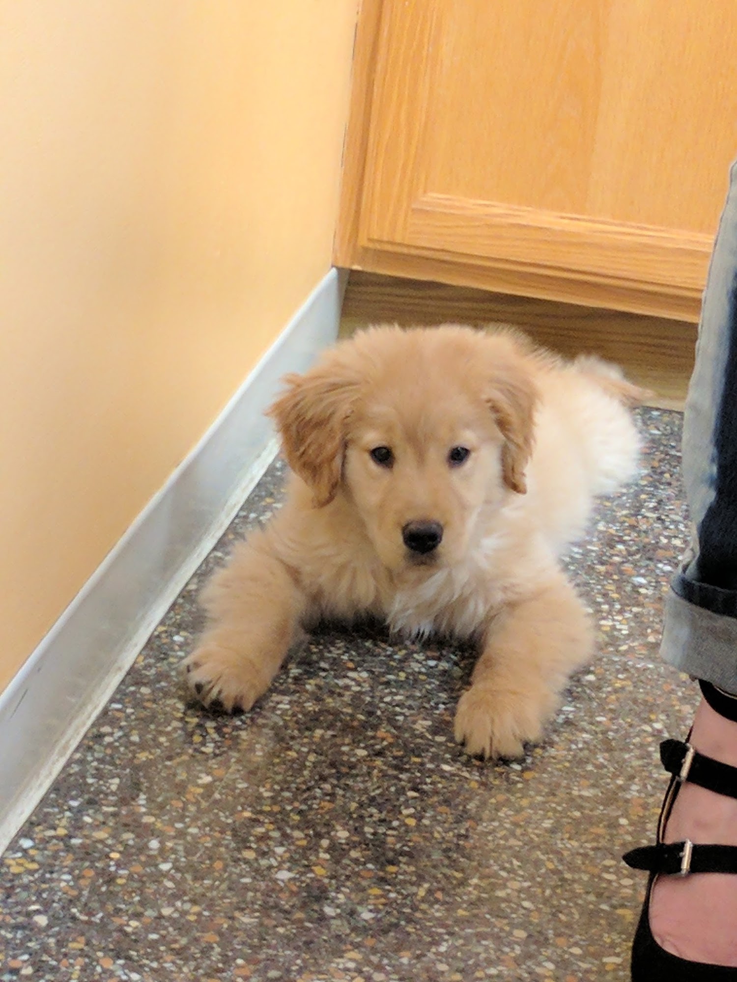 Green Road Animal Hospital University Heights