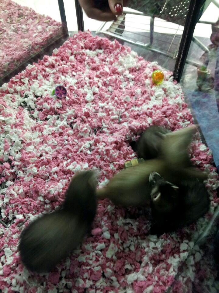 Pet Supplies Plus Upper Arlington Upper Arlington