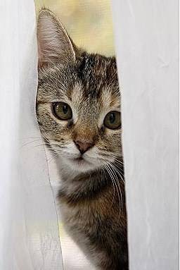 Cats Only Veterinary Clinic Upper Arlington