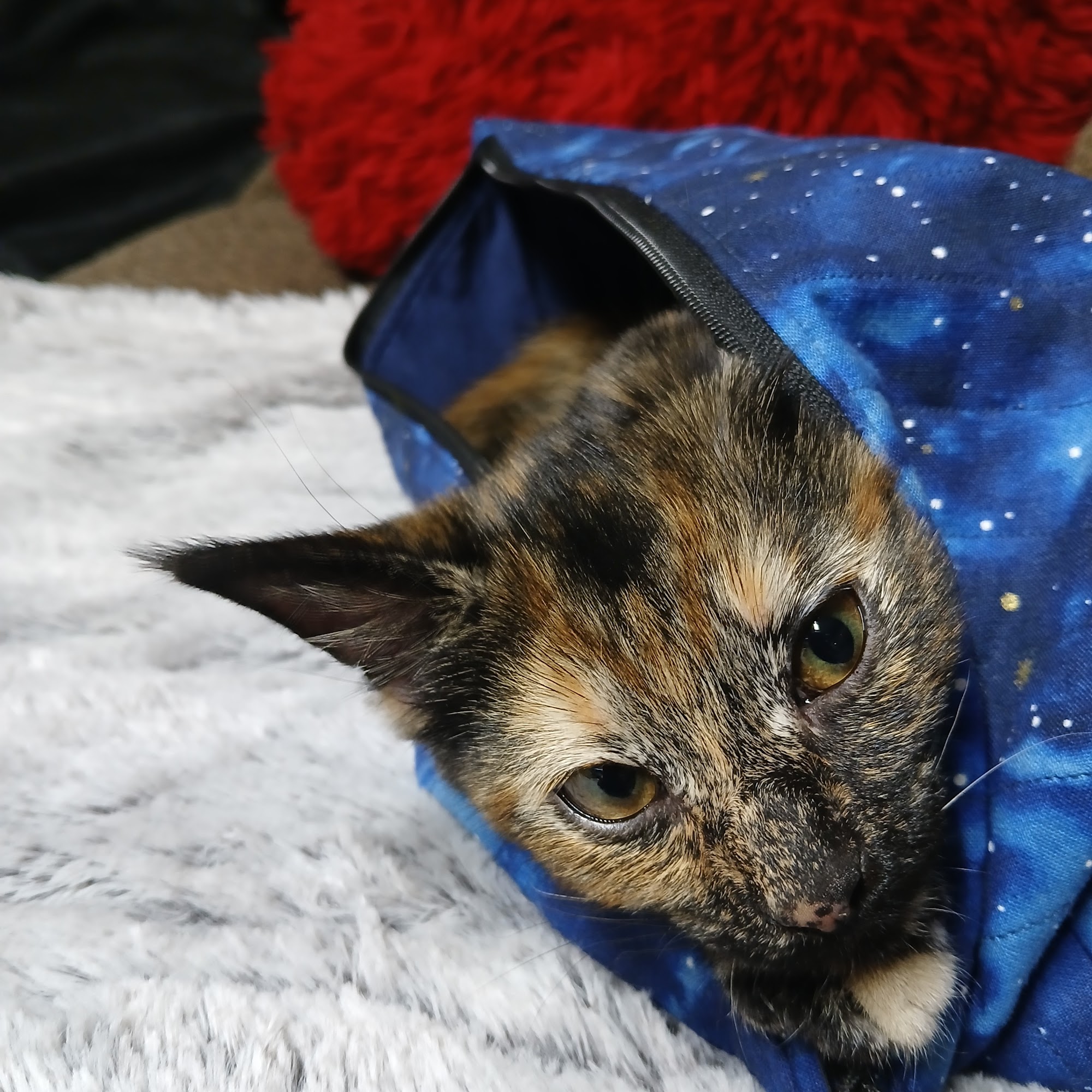 Wyandot County Humane Society Upper Sandusky