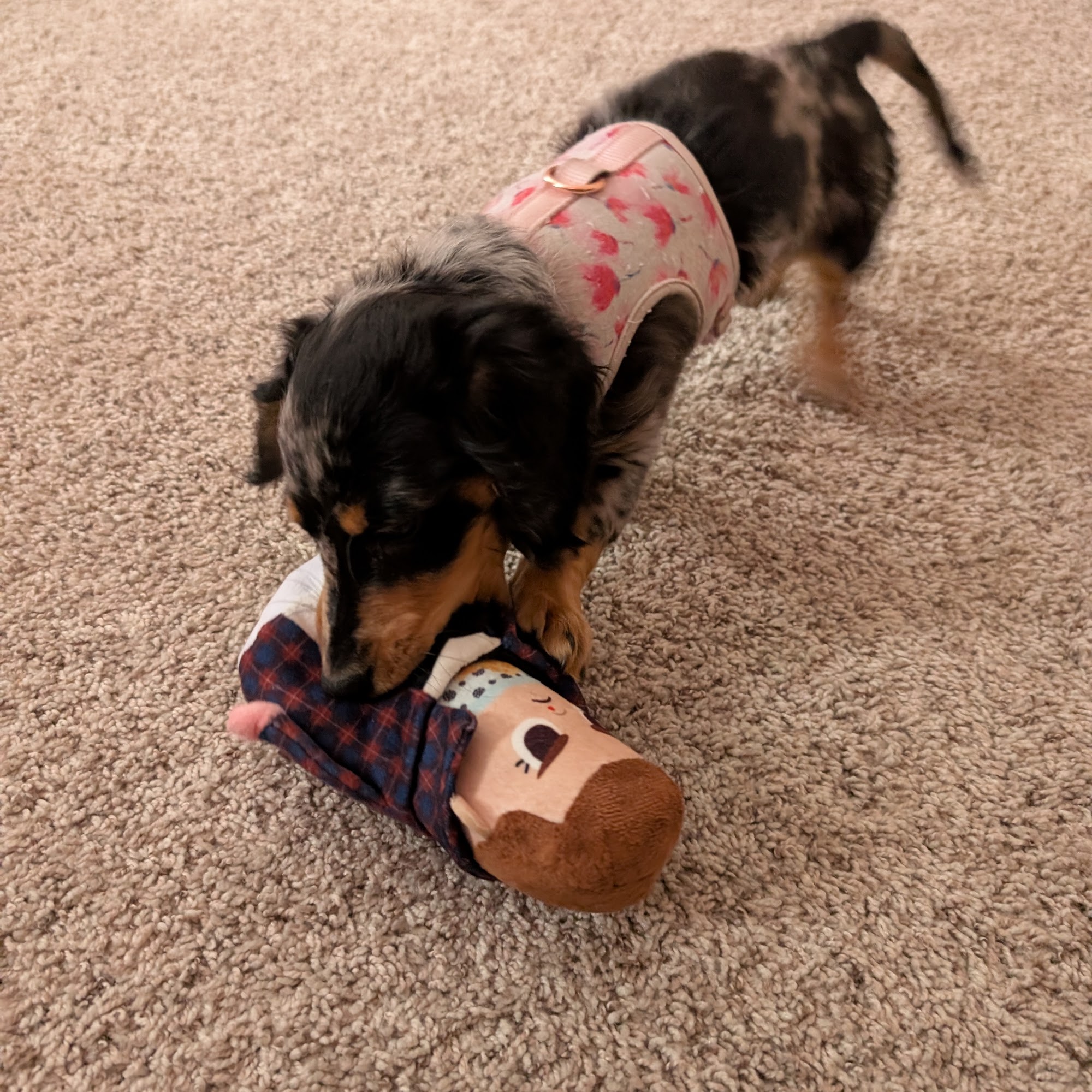 Urbana Veterinary Clinic Urbana