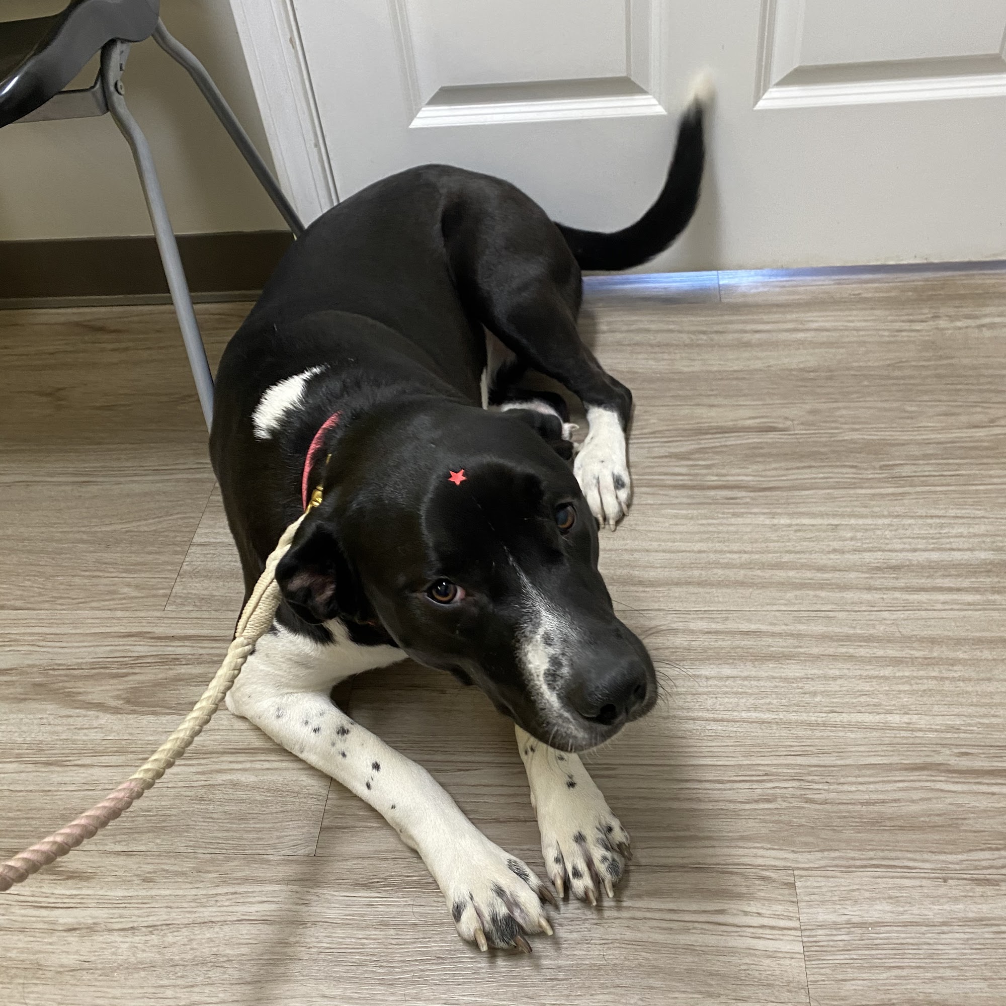 The Pet Clinic of Urbana Urbana