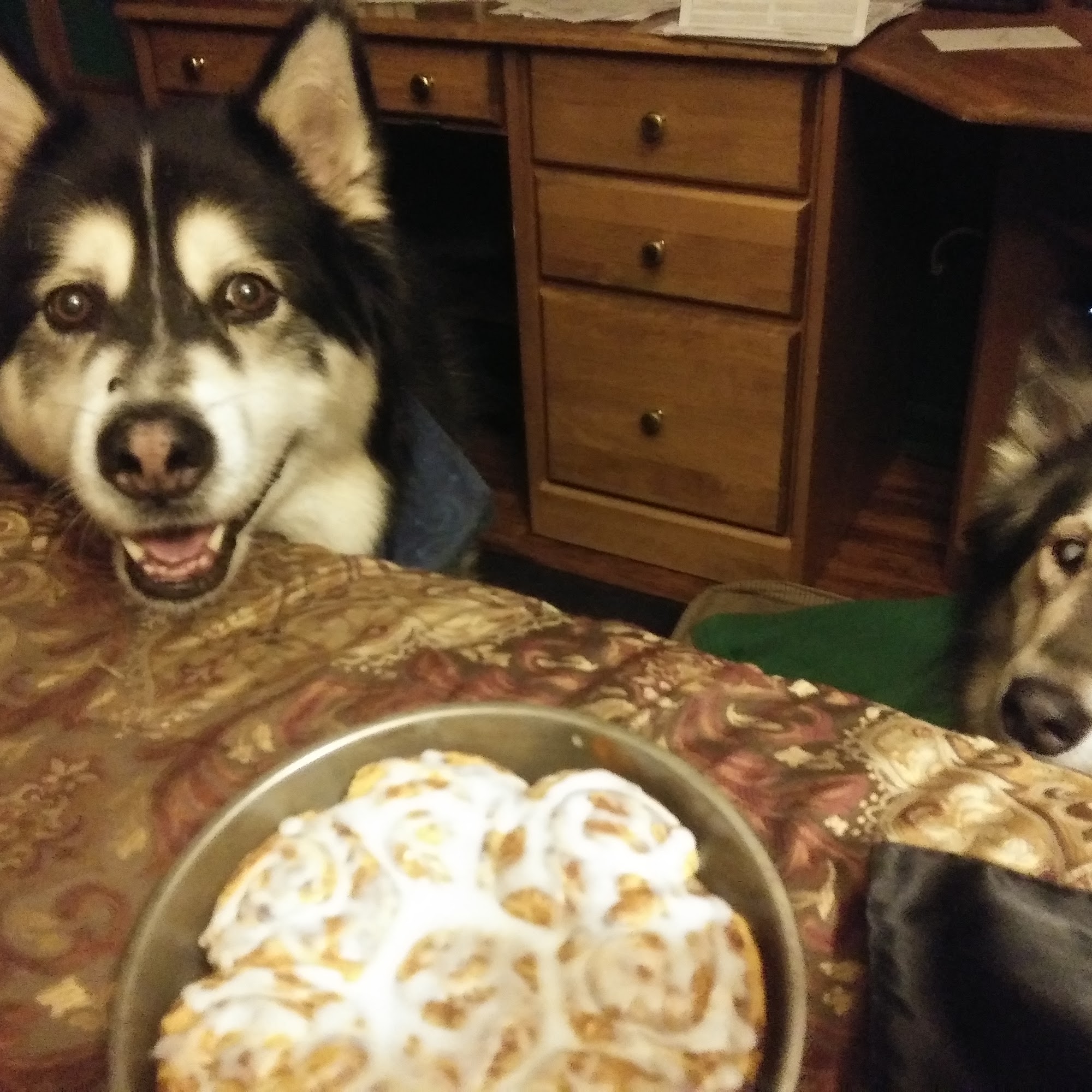 Paws Animal Shelter Urbana