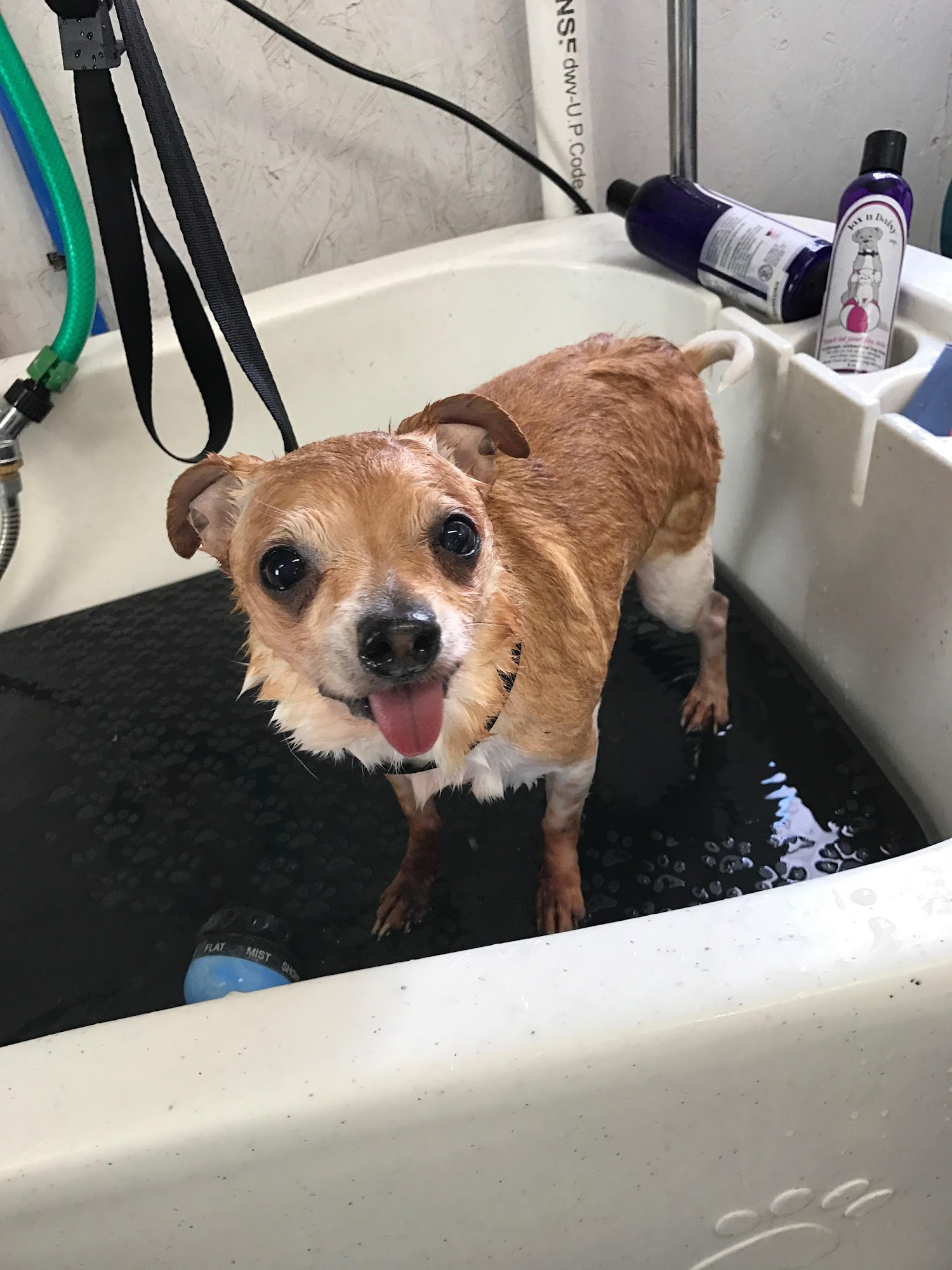 Lil Dog Ranch Urbana