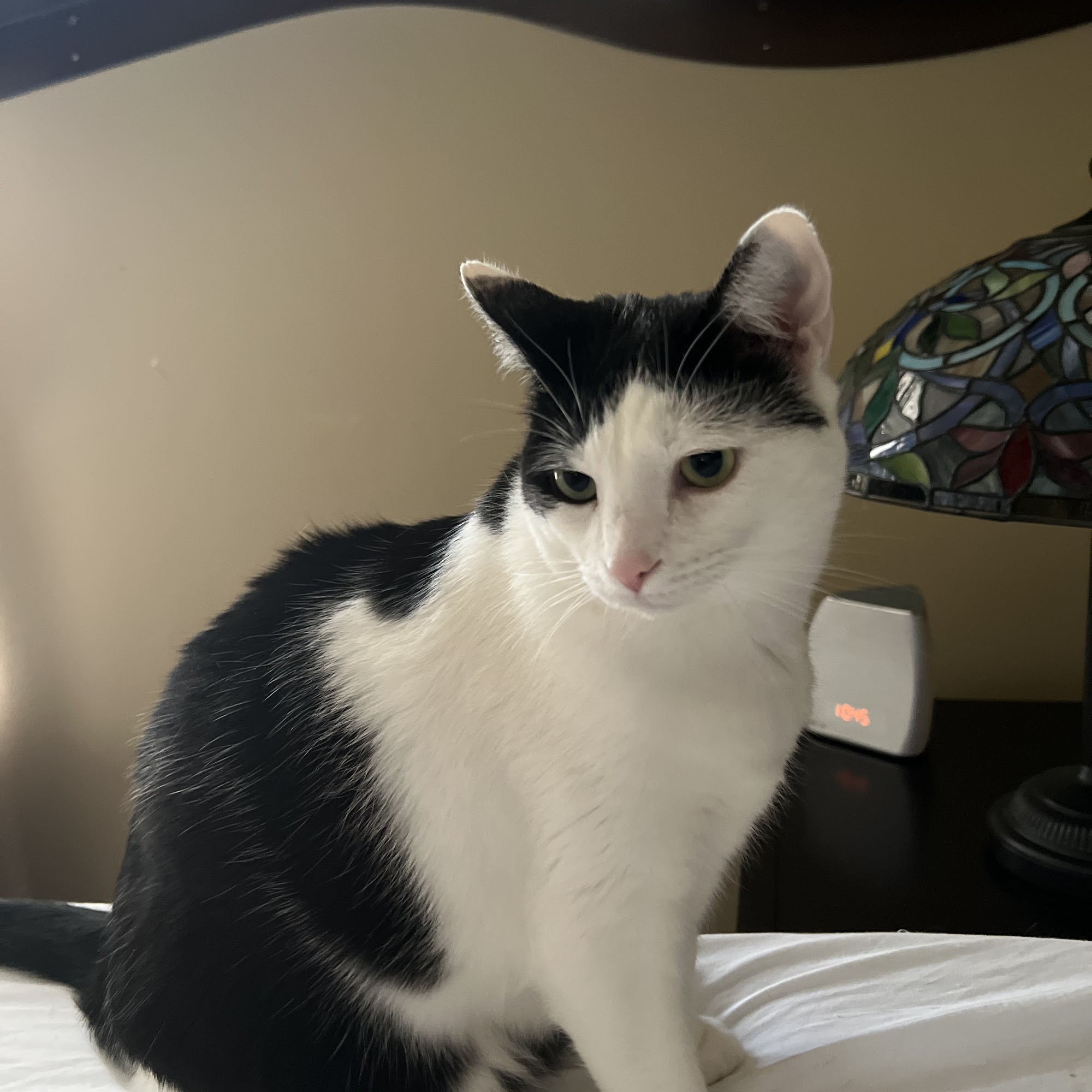 R D Ramseyer Inc: Ramseyer Erich P DVM Utica