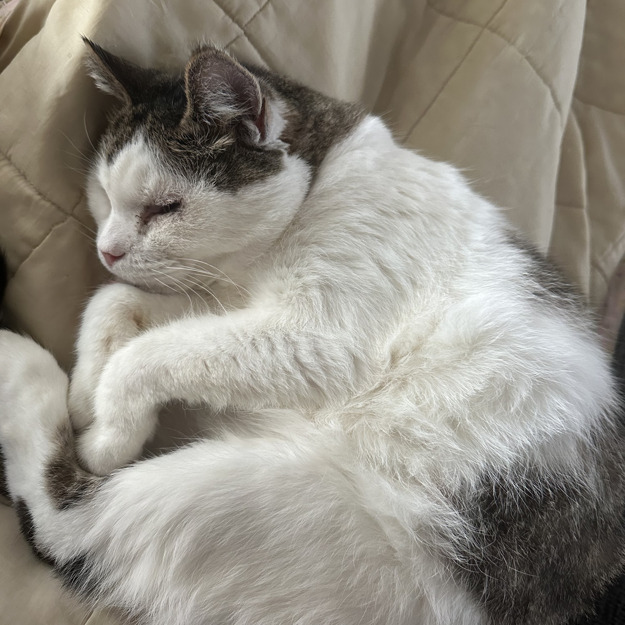 Animal Clinic of Van Wert Van Wert