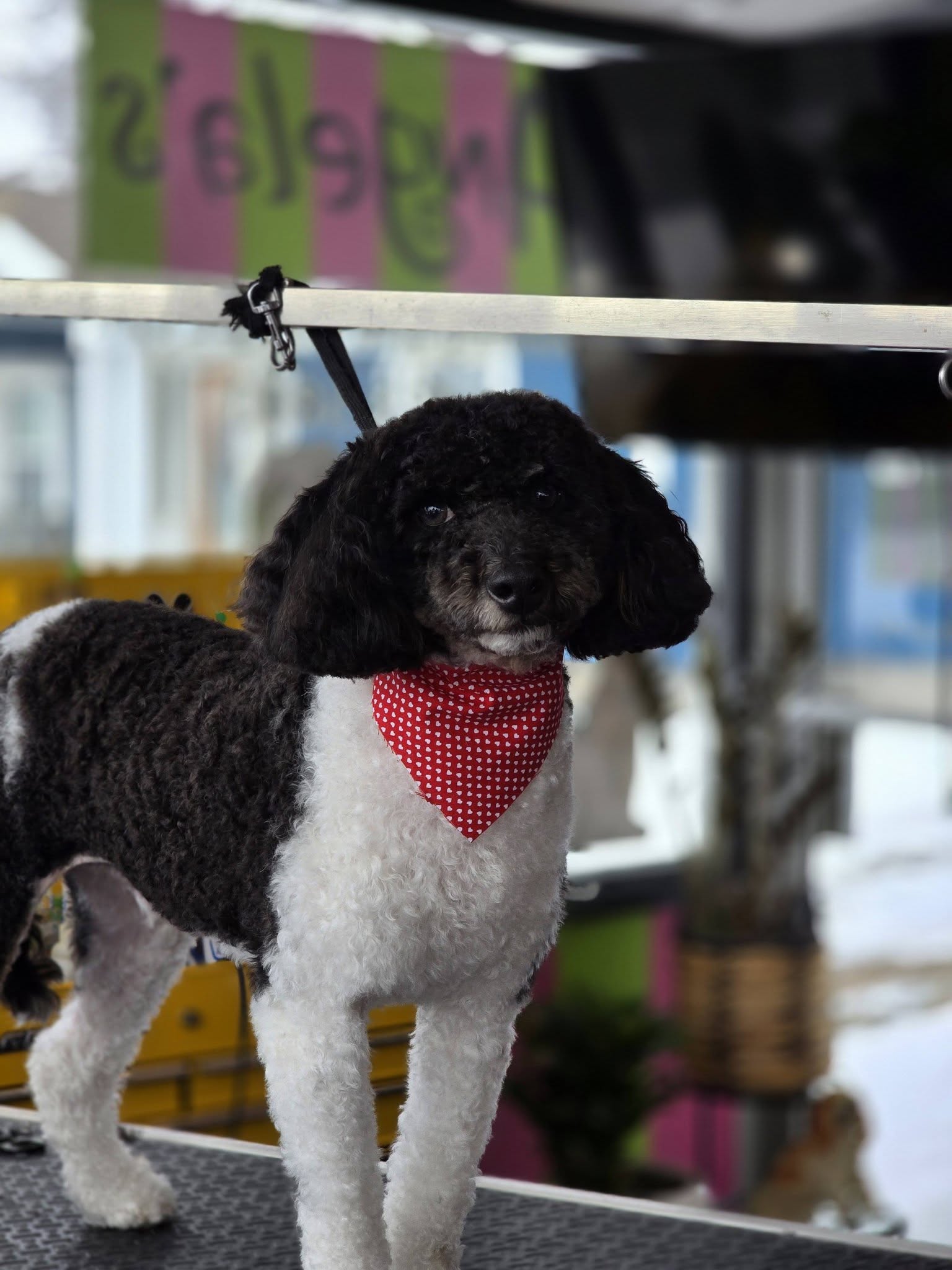 Angela's Grooming & Doggie Spa Van Wert