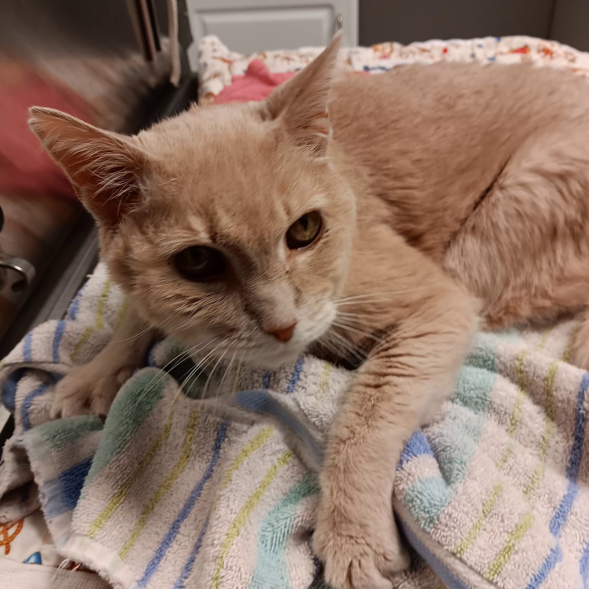 Harbor Town Animal Clinic Vermilion