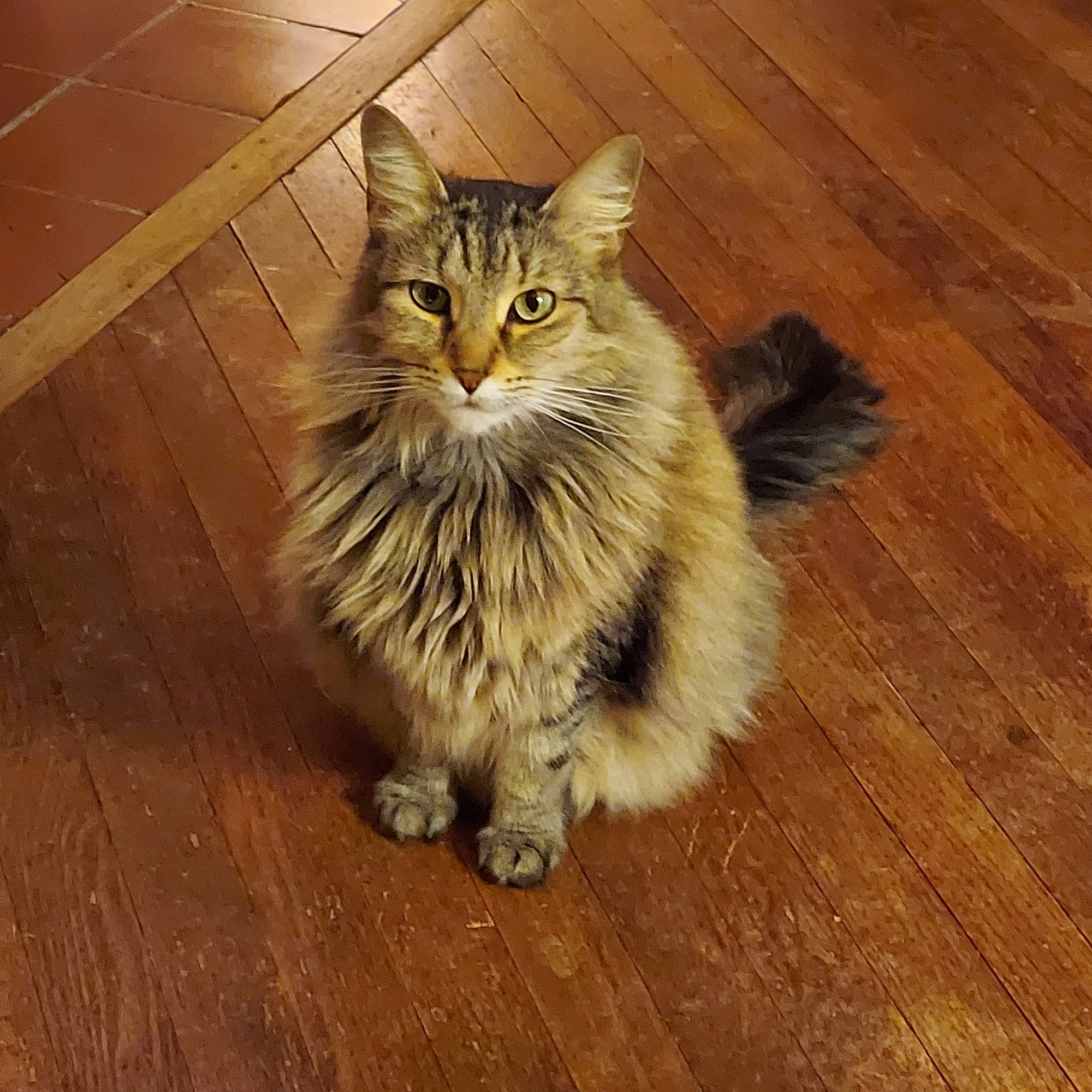 VERMILION VETERINARY CLINIC Vermilion