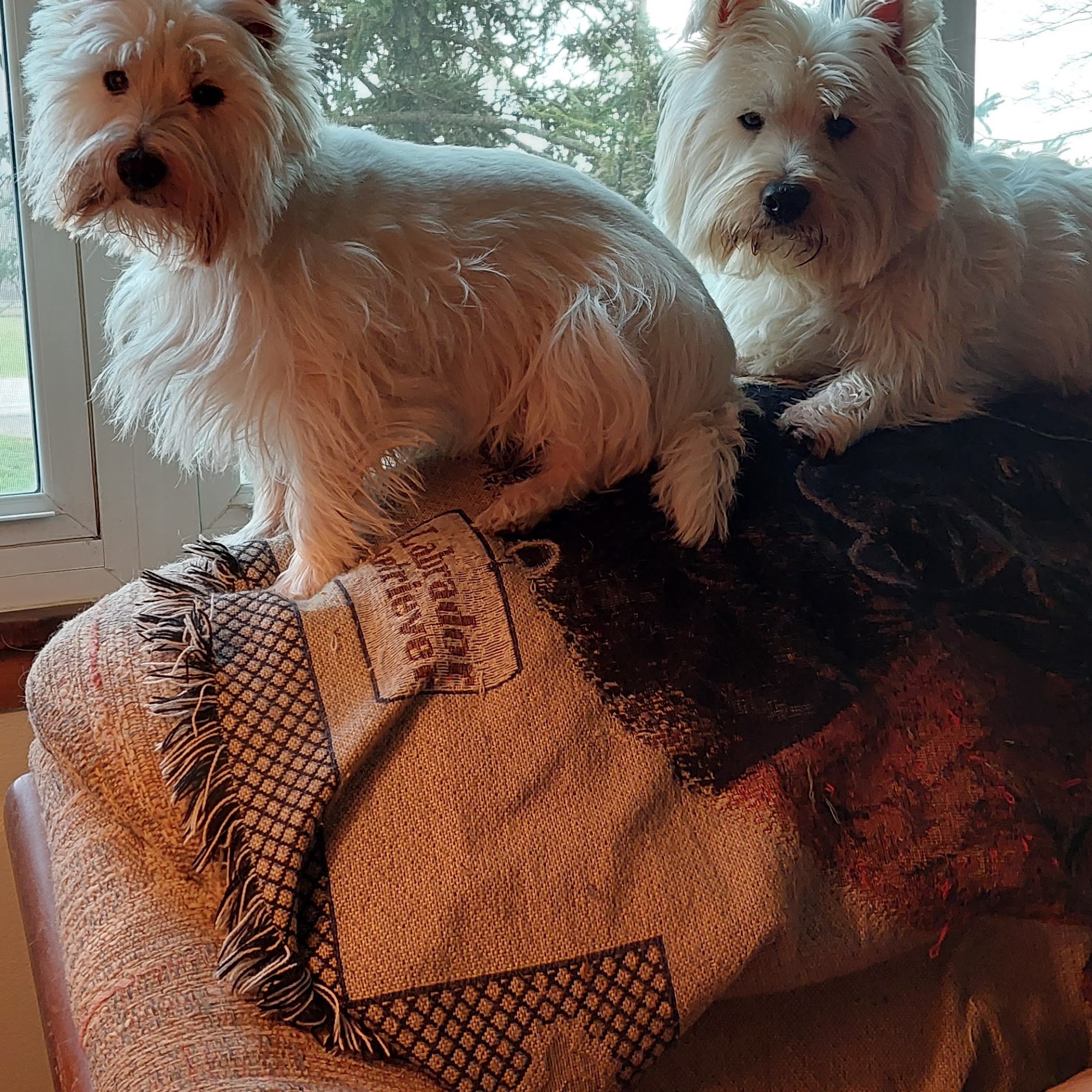 Dog Gone Dirty Dog Vermilion