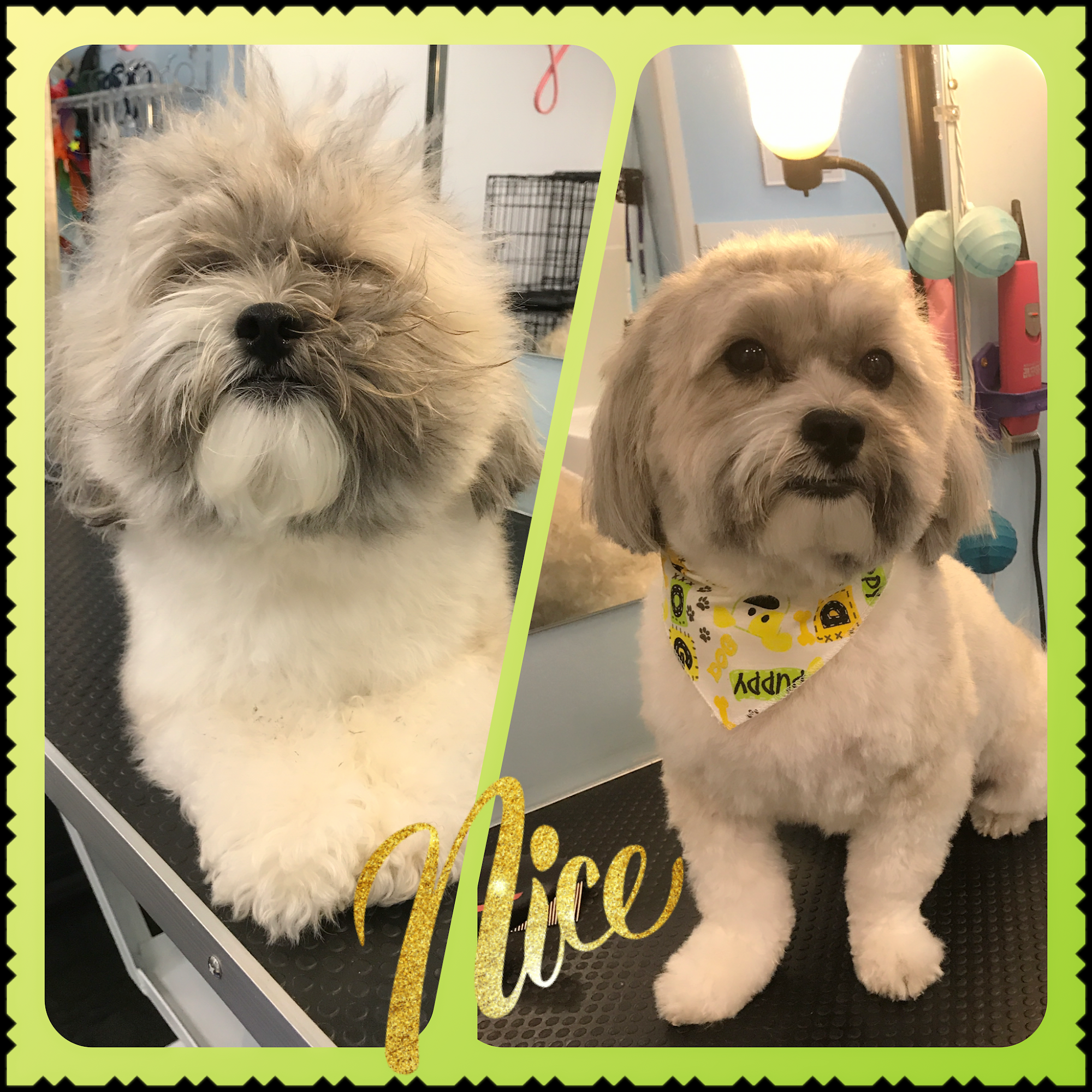 The Golden Paw Spa, LLC Wadsworth