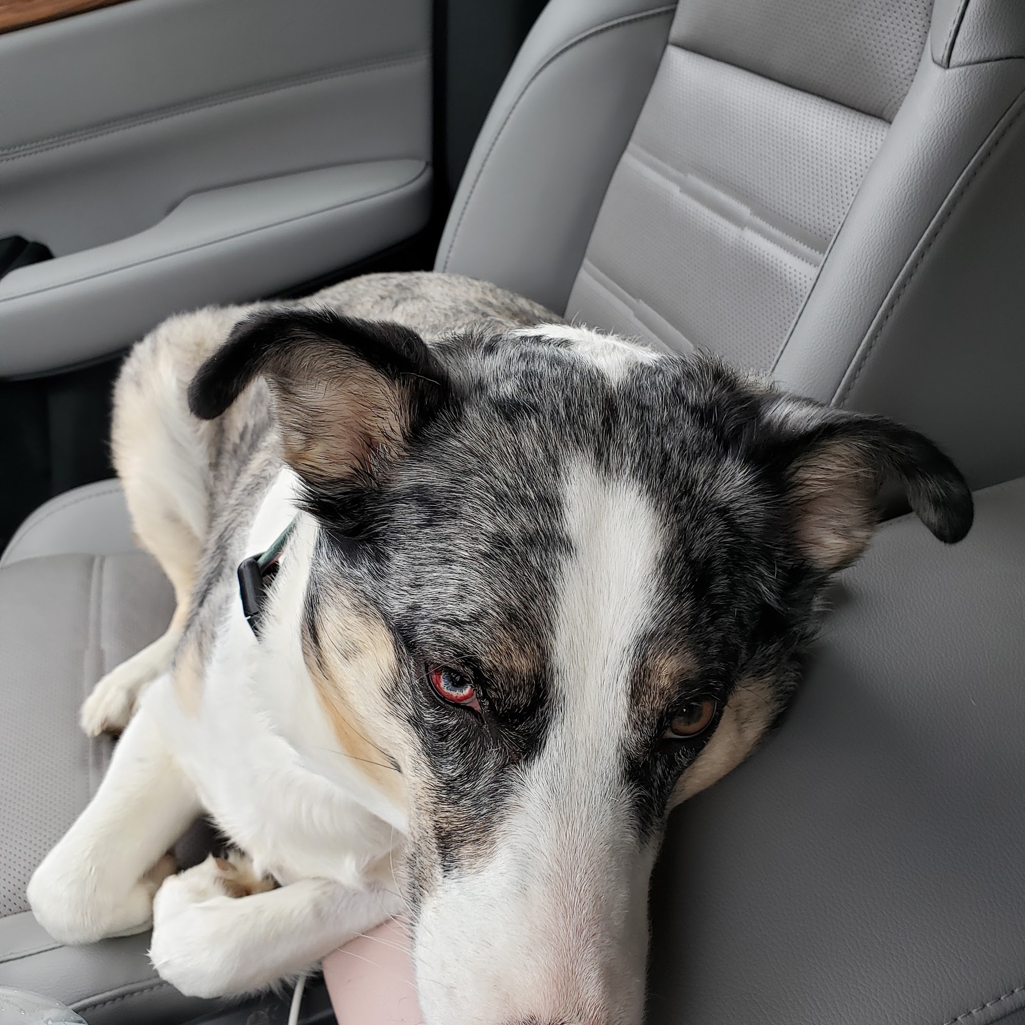 Brown Virgil J DVM Wapakoneta