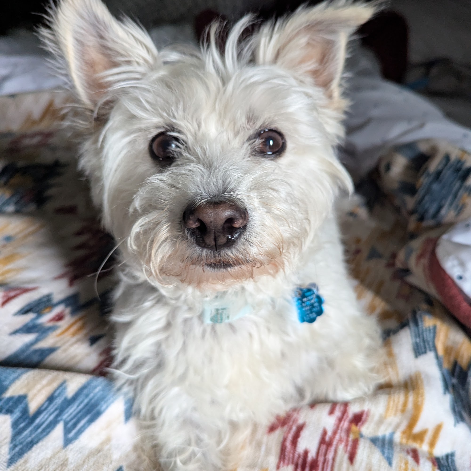 Heartland Animal Clinic LLC Wapakoneta