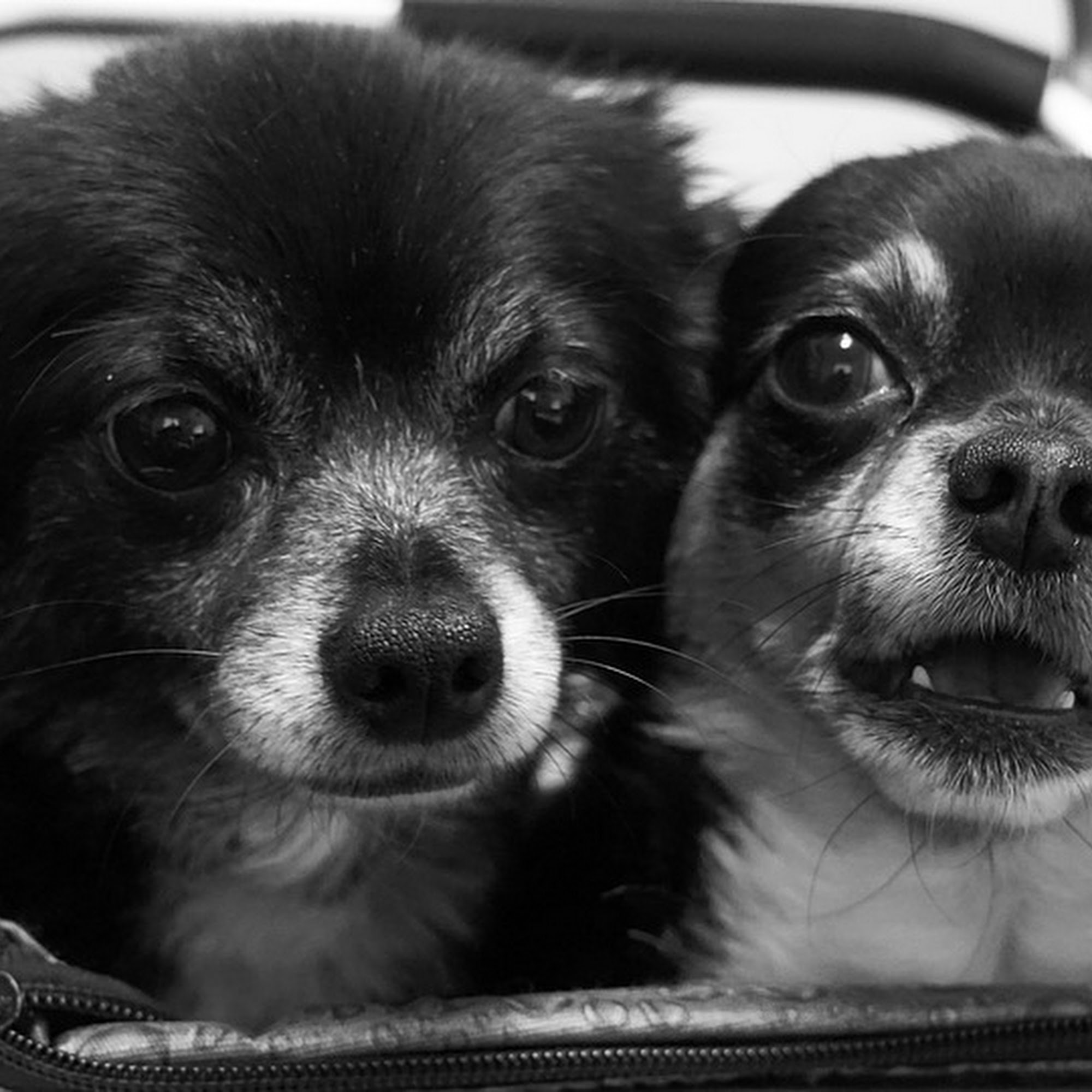 Wapakoneta Animal Hospital Wapakoneta