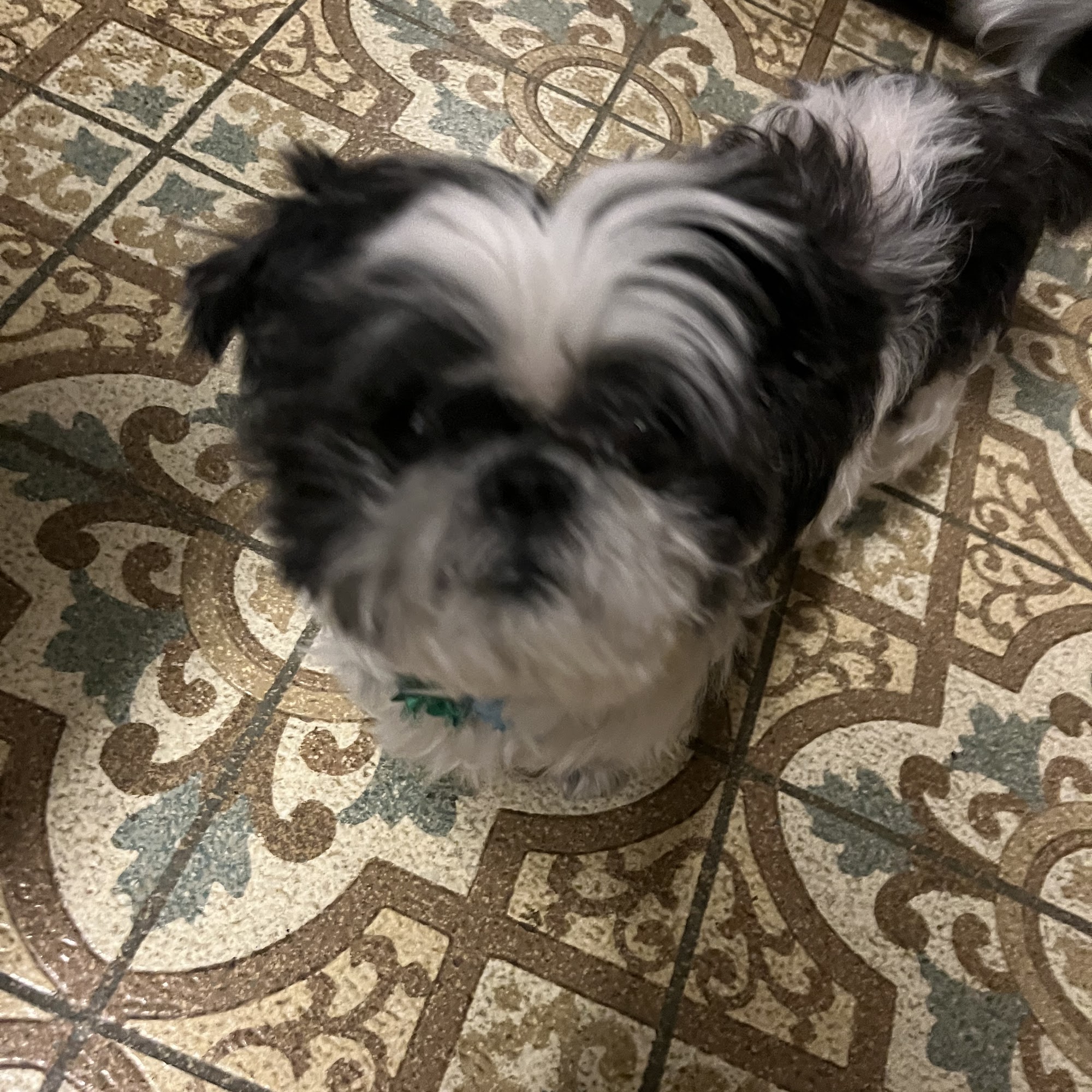 Champion Animal Hospital Warren