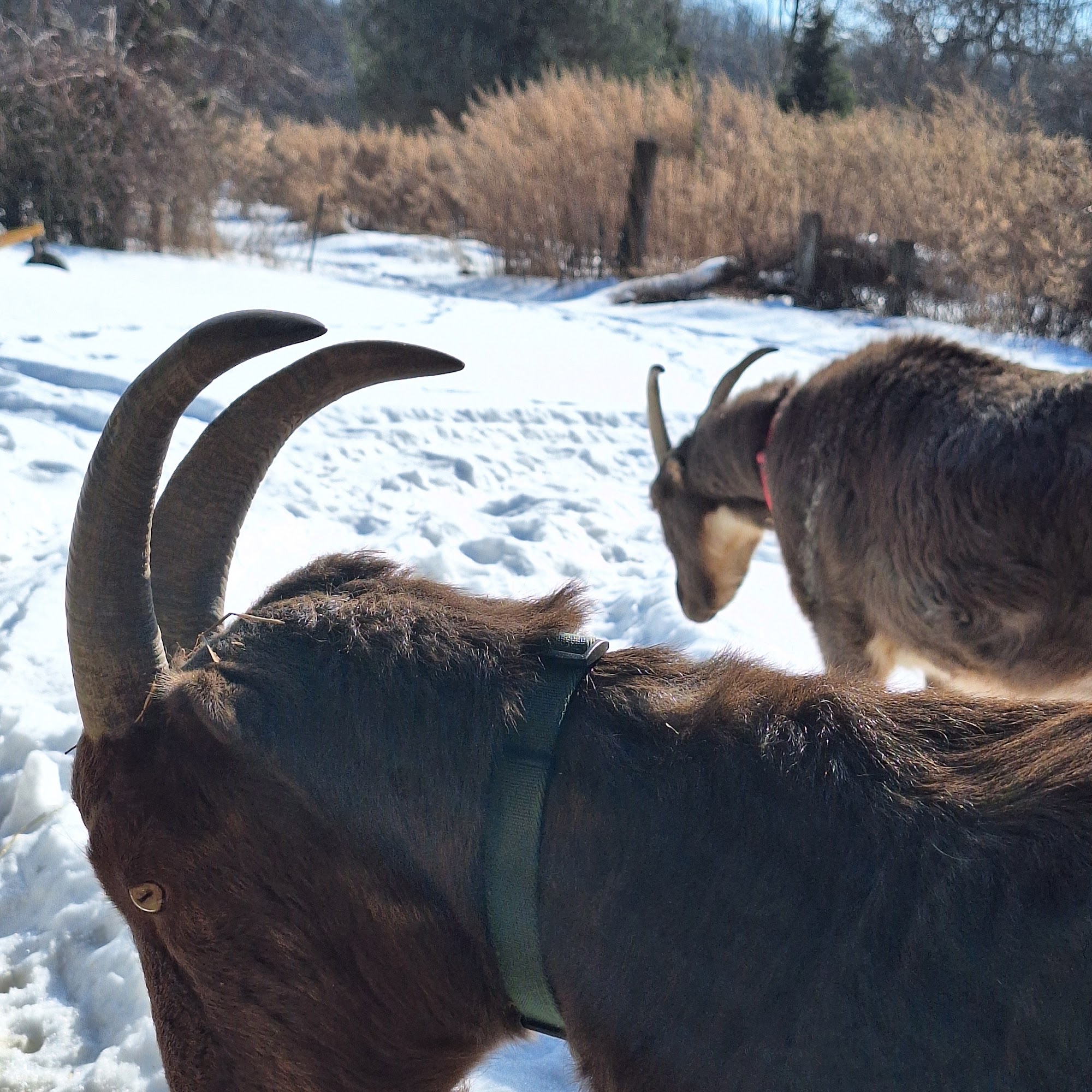 Countryside Veterinary Service - Large Animal Warren